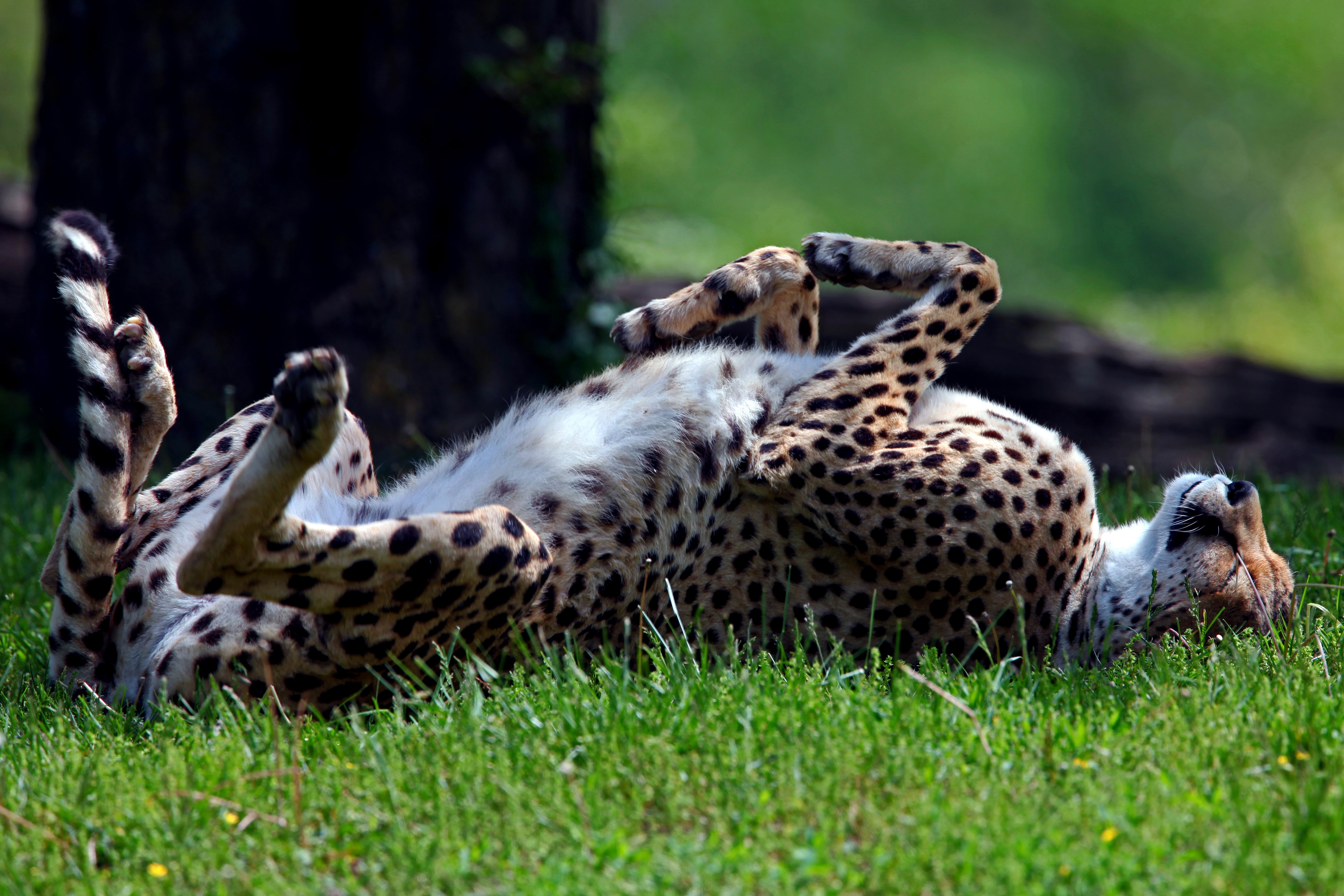 cheetah, tumble, to lie down, somersault HD Wallpaper for Phone