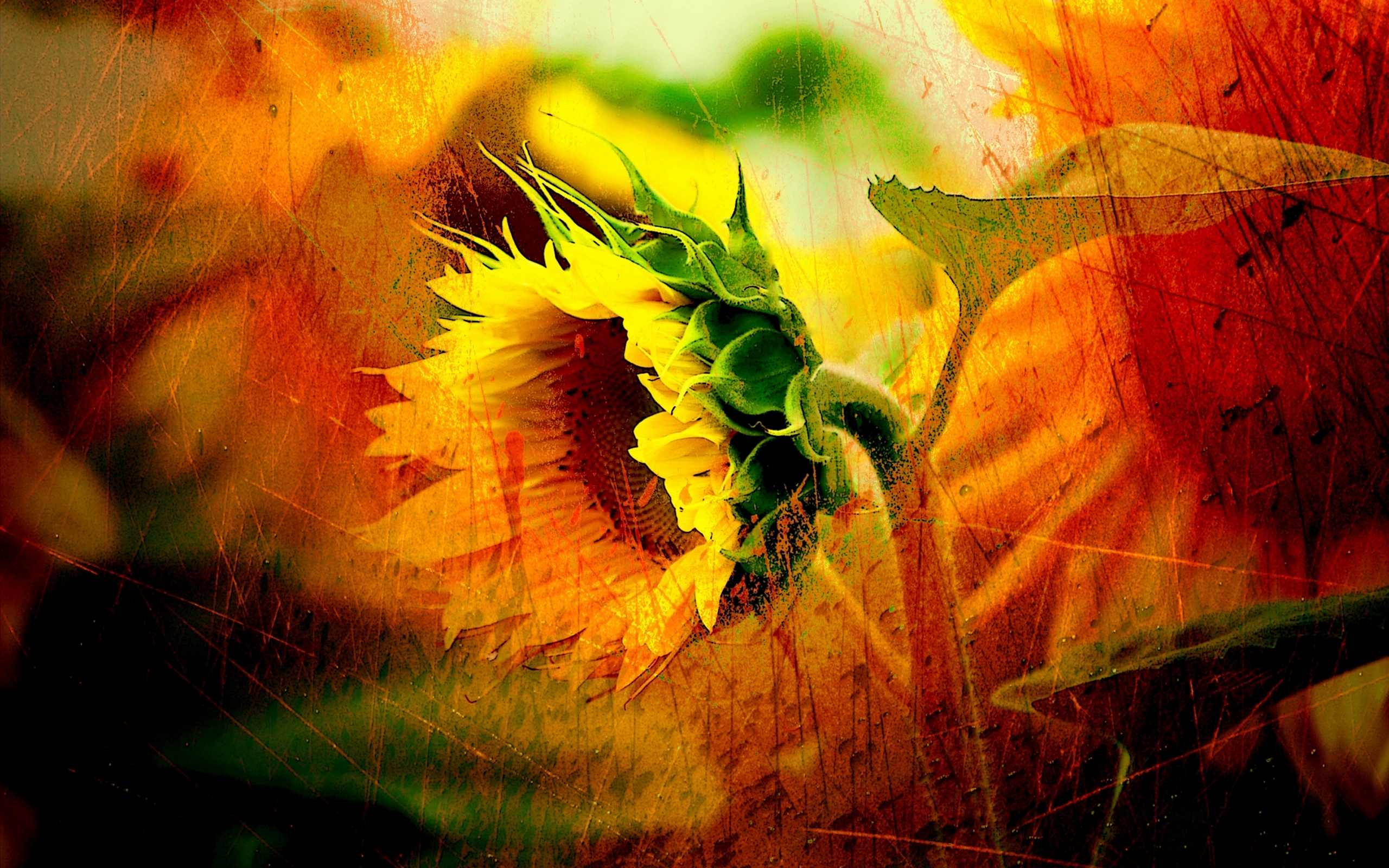 1879 Hintergrundbild herunterladen sonnenblumen, pflanzen - Bildschirmschoner und Bilder kostenlos