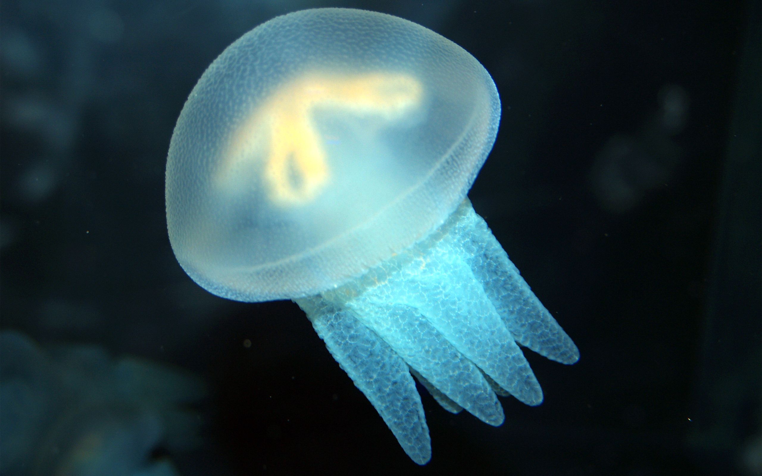 animals, sea, jellyfish, swimming, ocean, underwater world Full HD