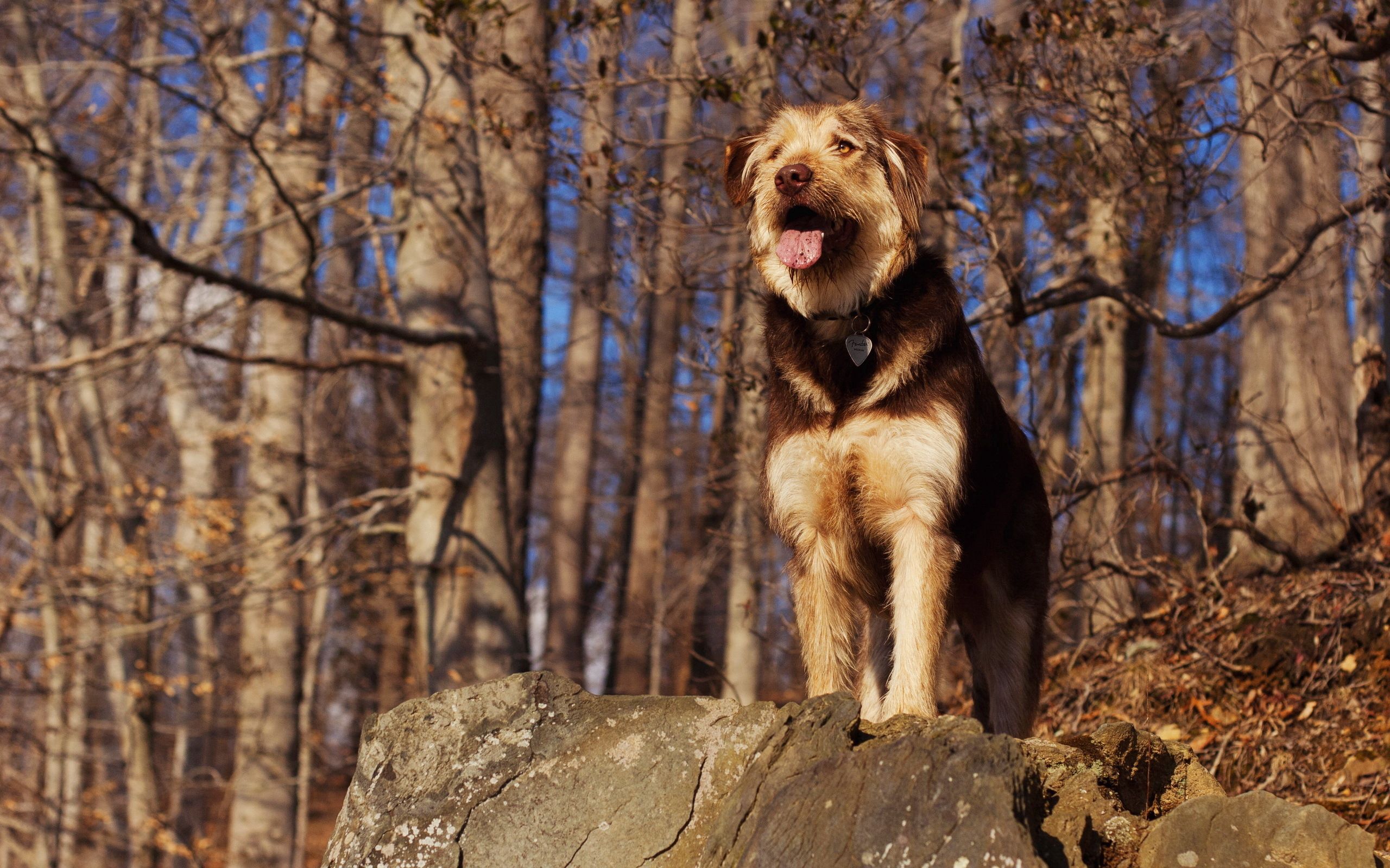 Laden Sie das Tiere, Wald, Hund, Stein, Sicht, Meinung, Ein Stein-Bild kostenlos auf Ihren PC-Desktop herunter