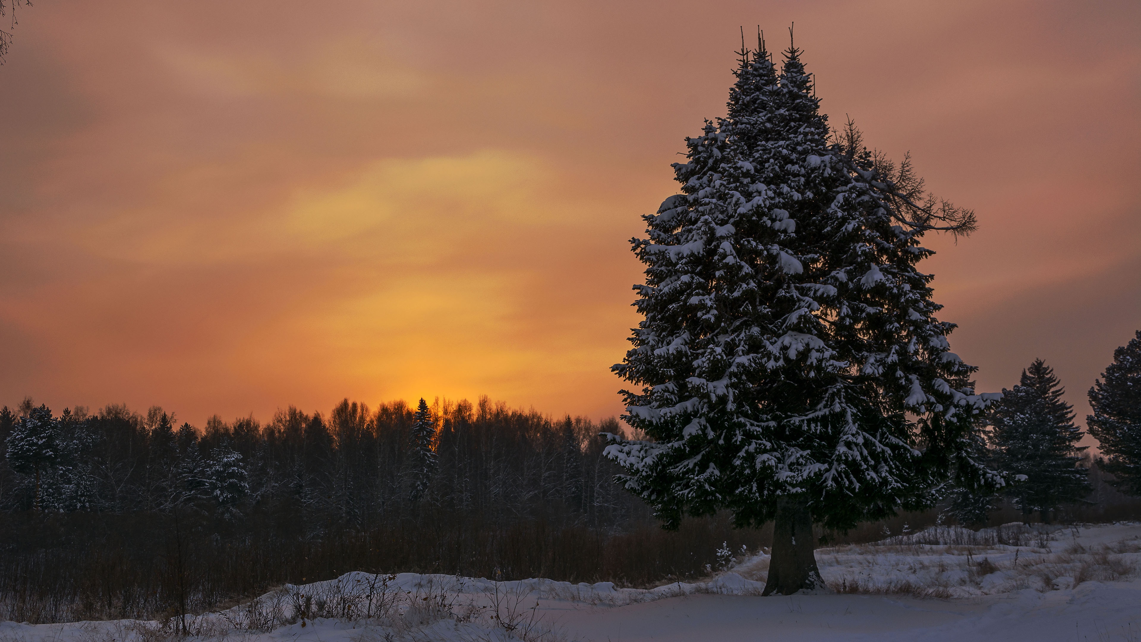 earth, winter, evening, snow, spruce HD wallpaper