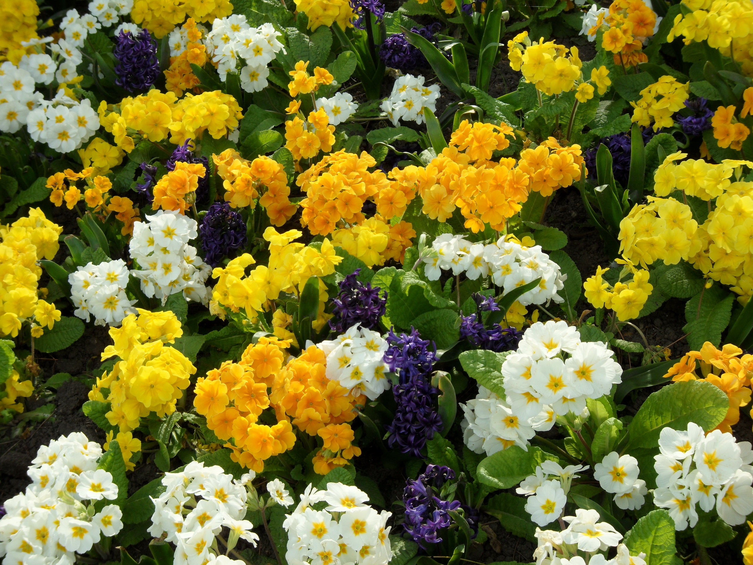 Laden Sie das Blumen, Hyacinth, Grünen, Grüne, Blumenbeet, Primel, Primrose-Bild kostenlos auf Ihren PC-Desktop herunter