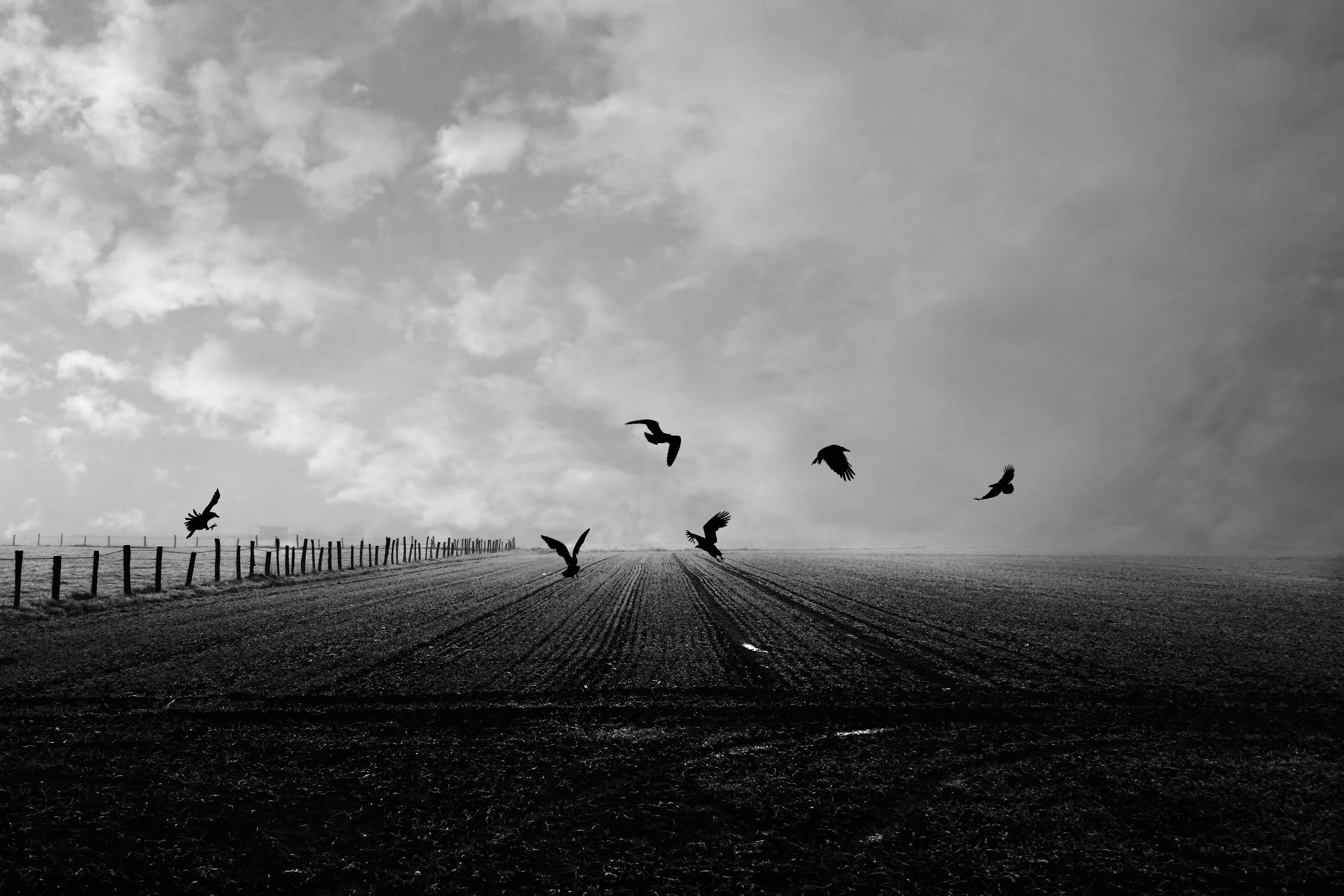 birds, crows, miscellanea, miscellaneous, field, bw, chb phone background