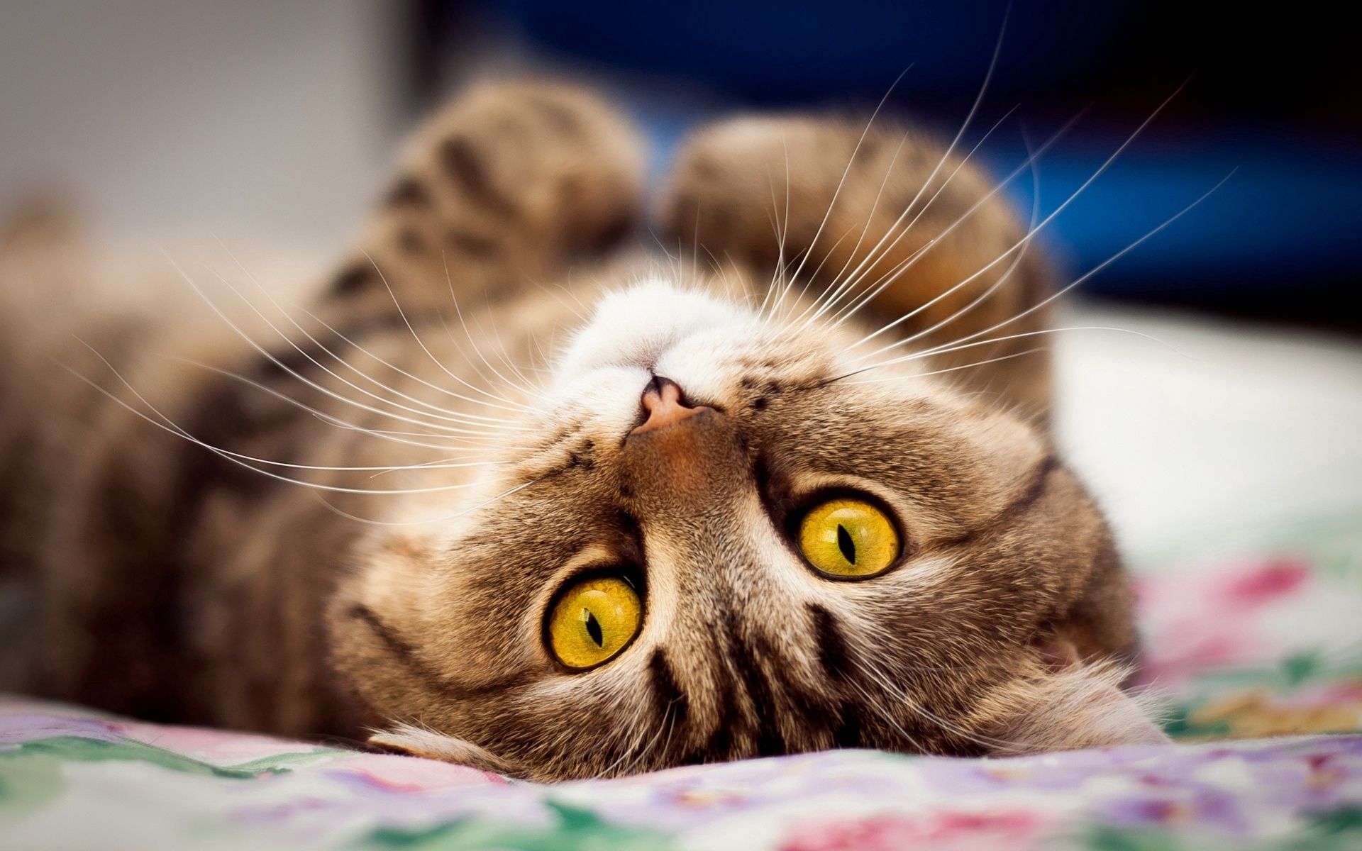 Laden Sie das Tiere, Der Kater, Katze, Augen, Schnurrbart-Bild kostenlos auf Ihren PC-Desktop herunter
