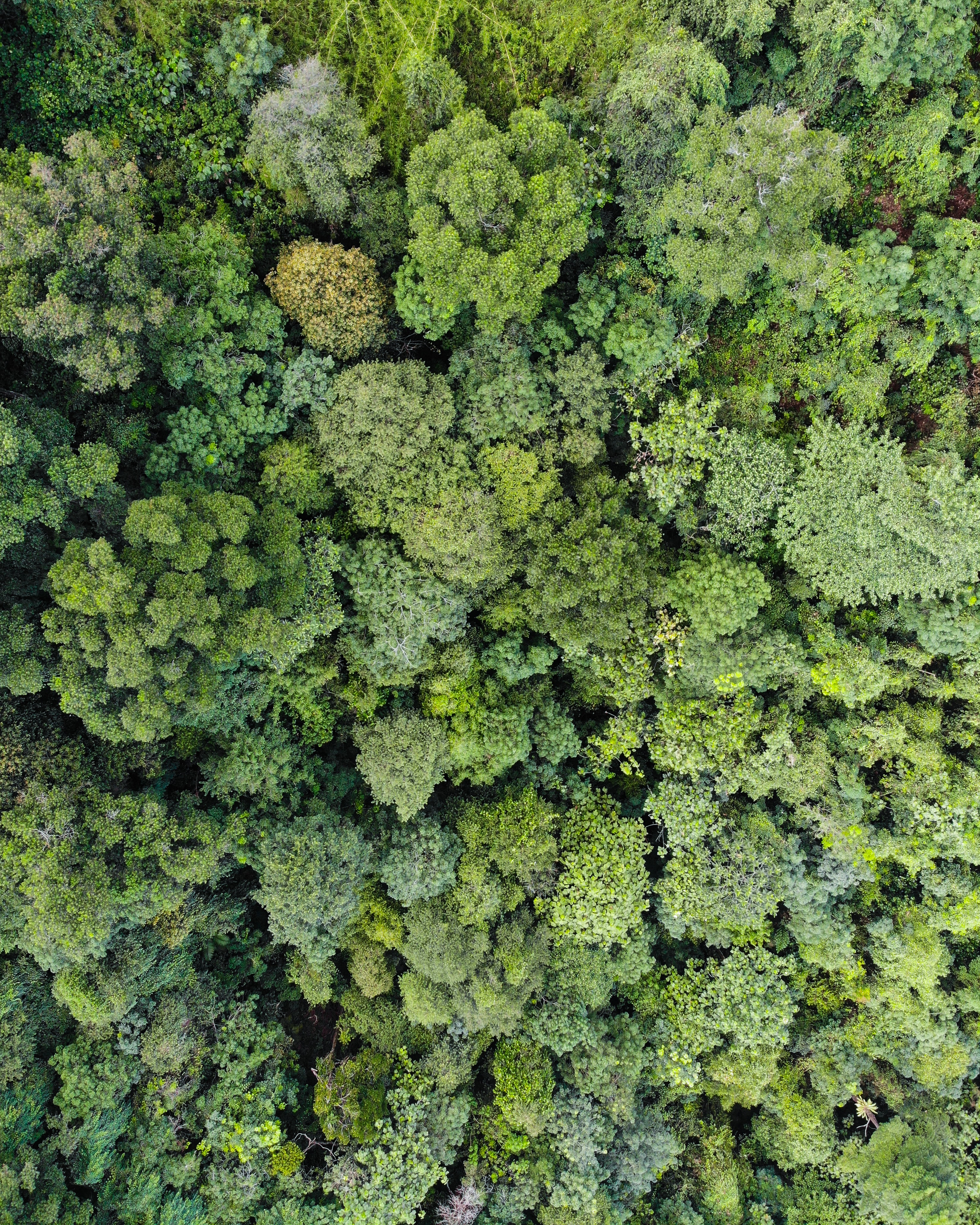 Download mobile wallpaper Trees, Forest, Nature, View From Above for free.