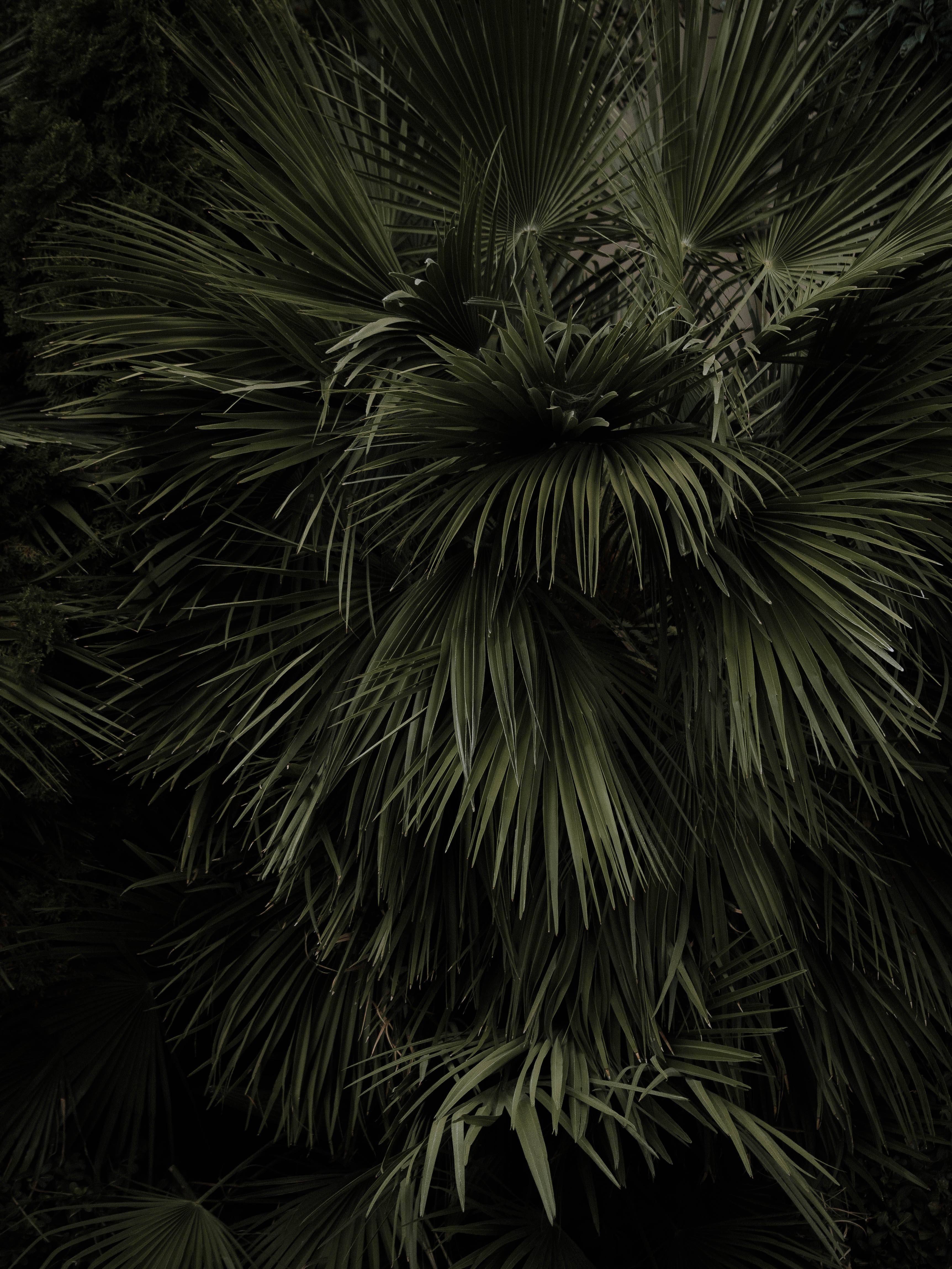 手機的78536屏保和壁紙棕榈。 免費下載 帕尔马, 性质, 植物, 绿色的 圖片
