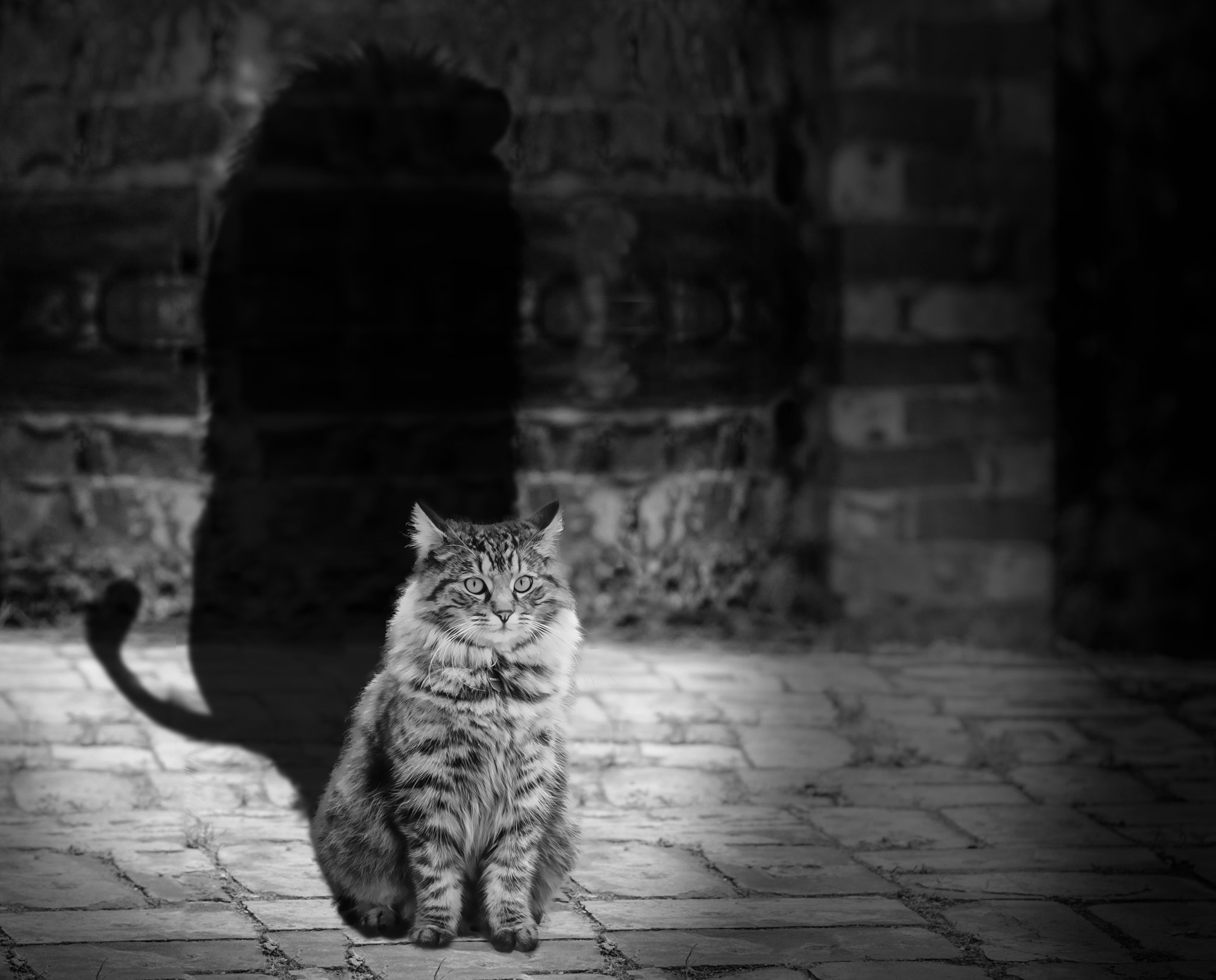 chb, animals, cat, shadow, lion, bw cell phone wallpapers