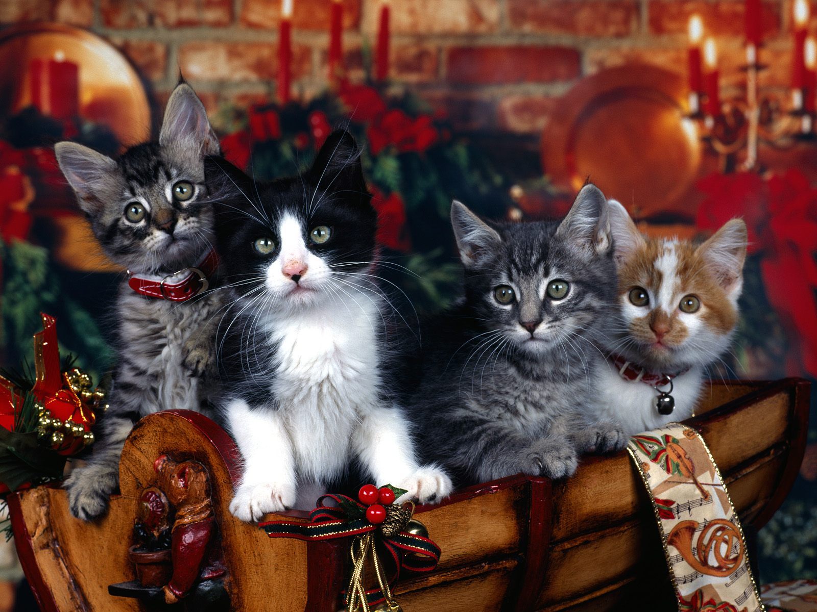 13440 скачать обои рождество (christmas, xmas), животные, кошки (коты, котики), новый год (new year) - заставки и картинки бесплатно