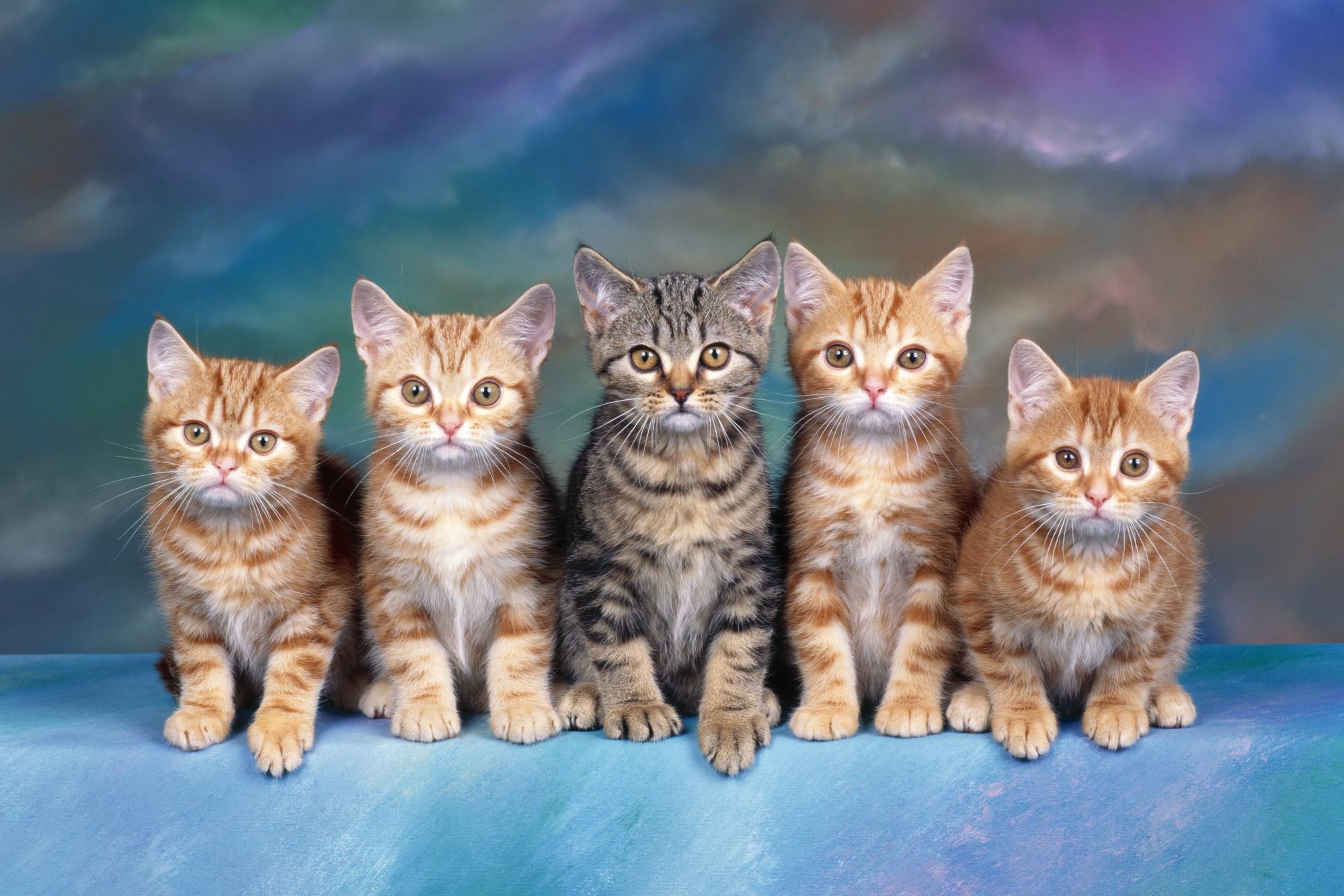 UHD wallpaper sit, animals, lot, kittens