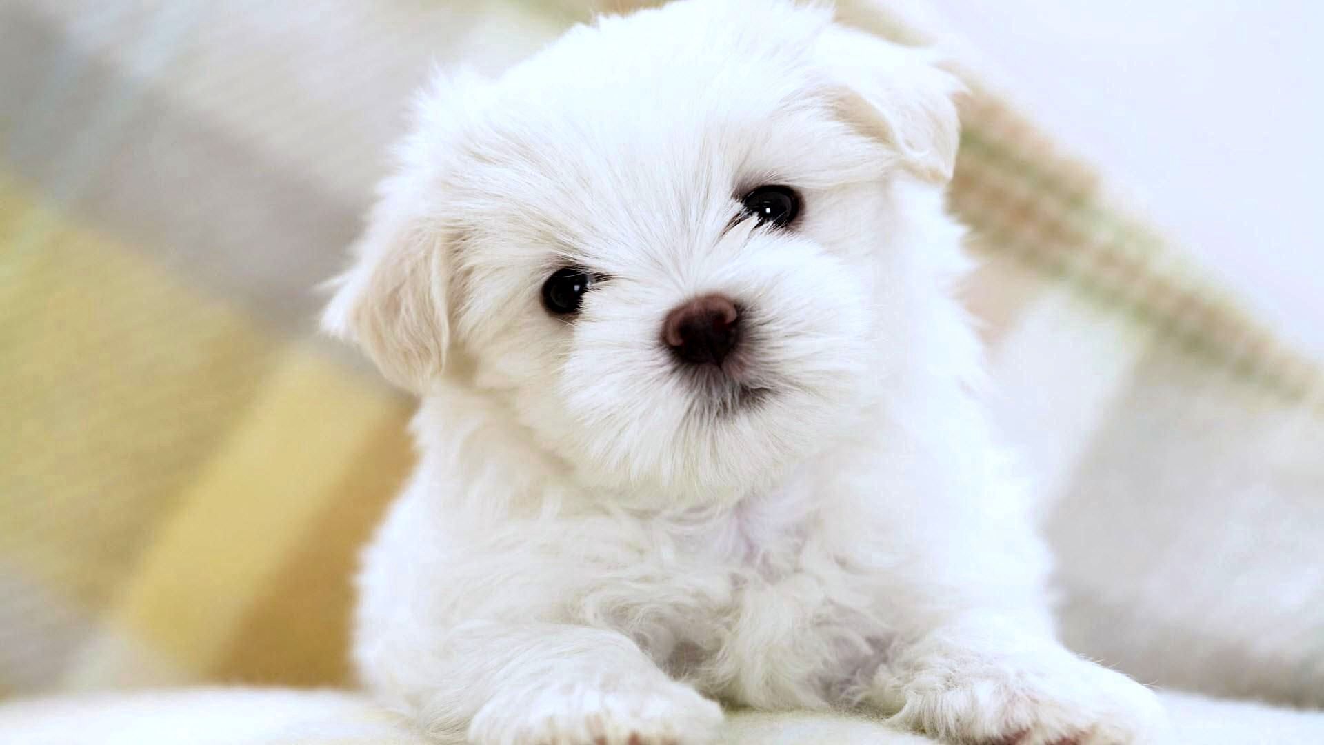 Phone Background Full HD puppy, muzzle, light coloured, light
