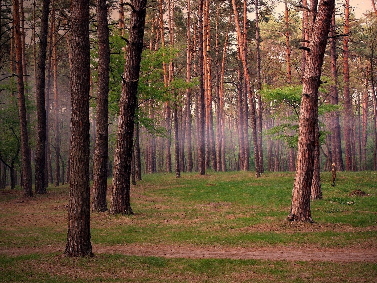 Full HD Forest Background
