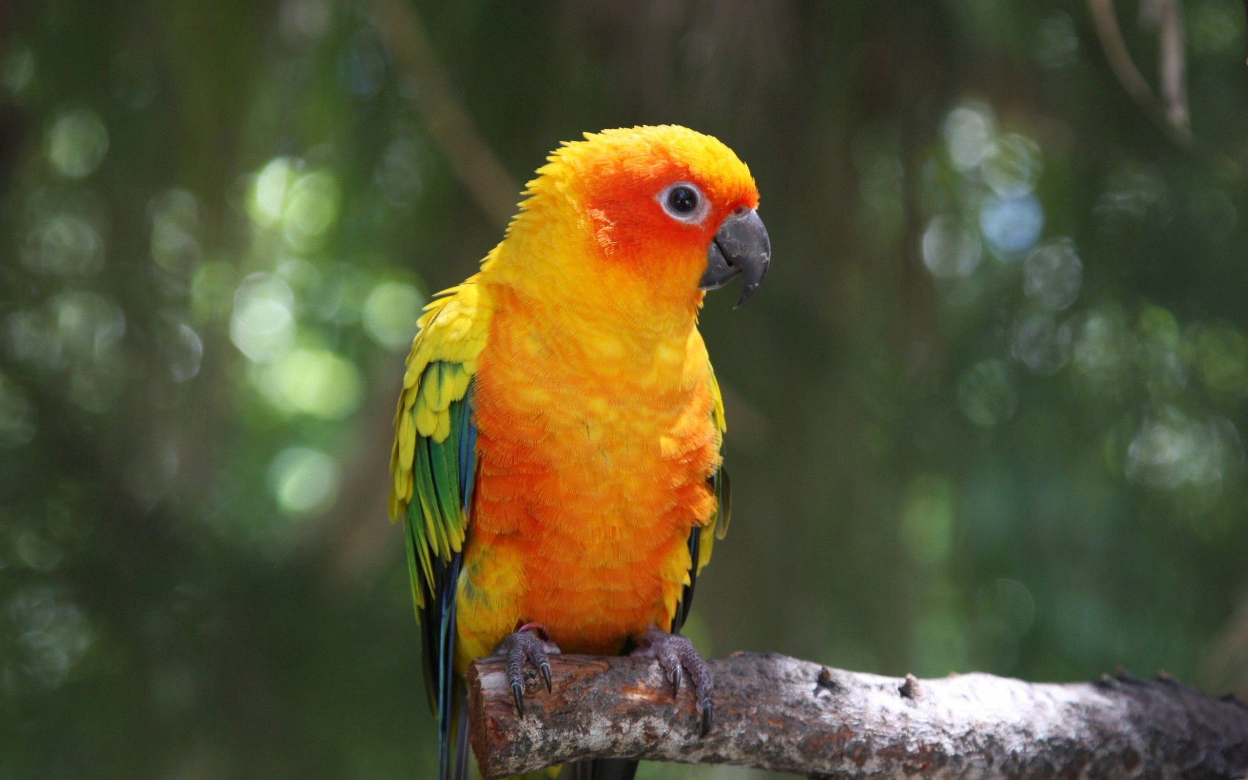 parrots, bird, animals, branch, color