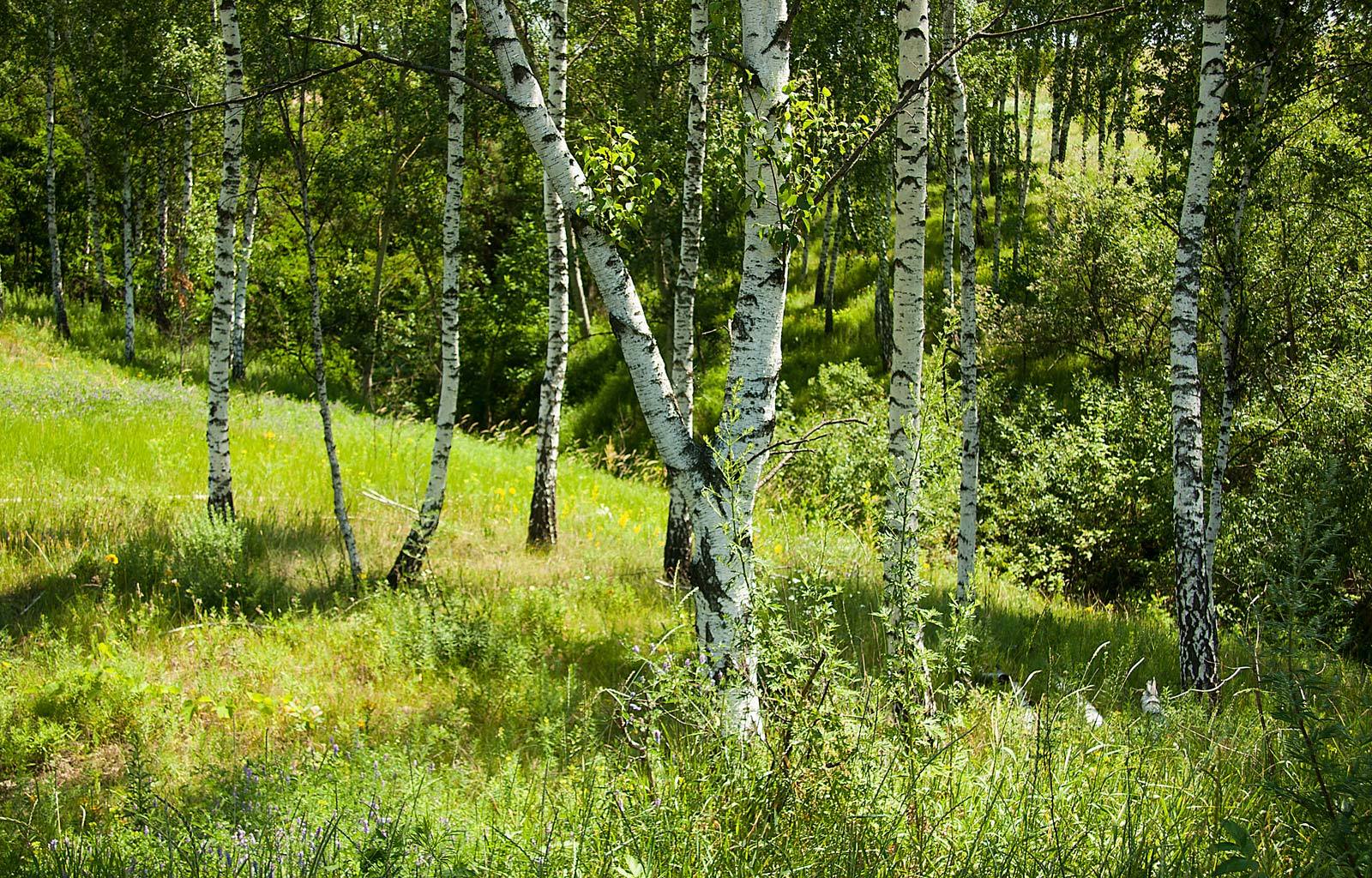 Handy-Wallpaper Landschaft, Bäume, Grass, Birken kostenlos herunterladen.