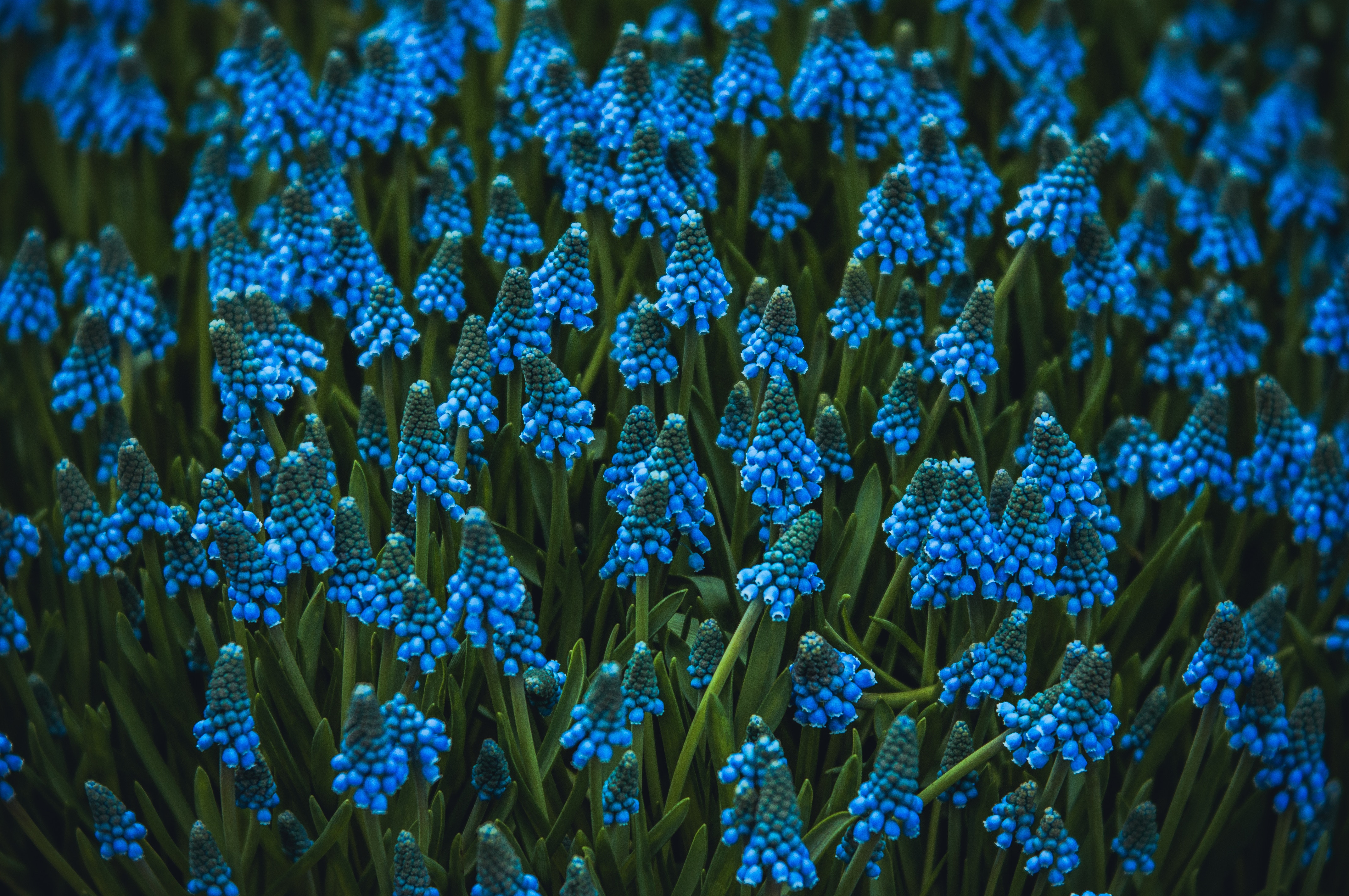 62634 descargar fondo de pantalla cama de flores, flores, azul, florecer, floración, parterre, arco de víbora, la cebolla víbora: protectores de pantalla e imágenes gratis