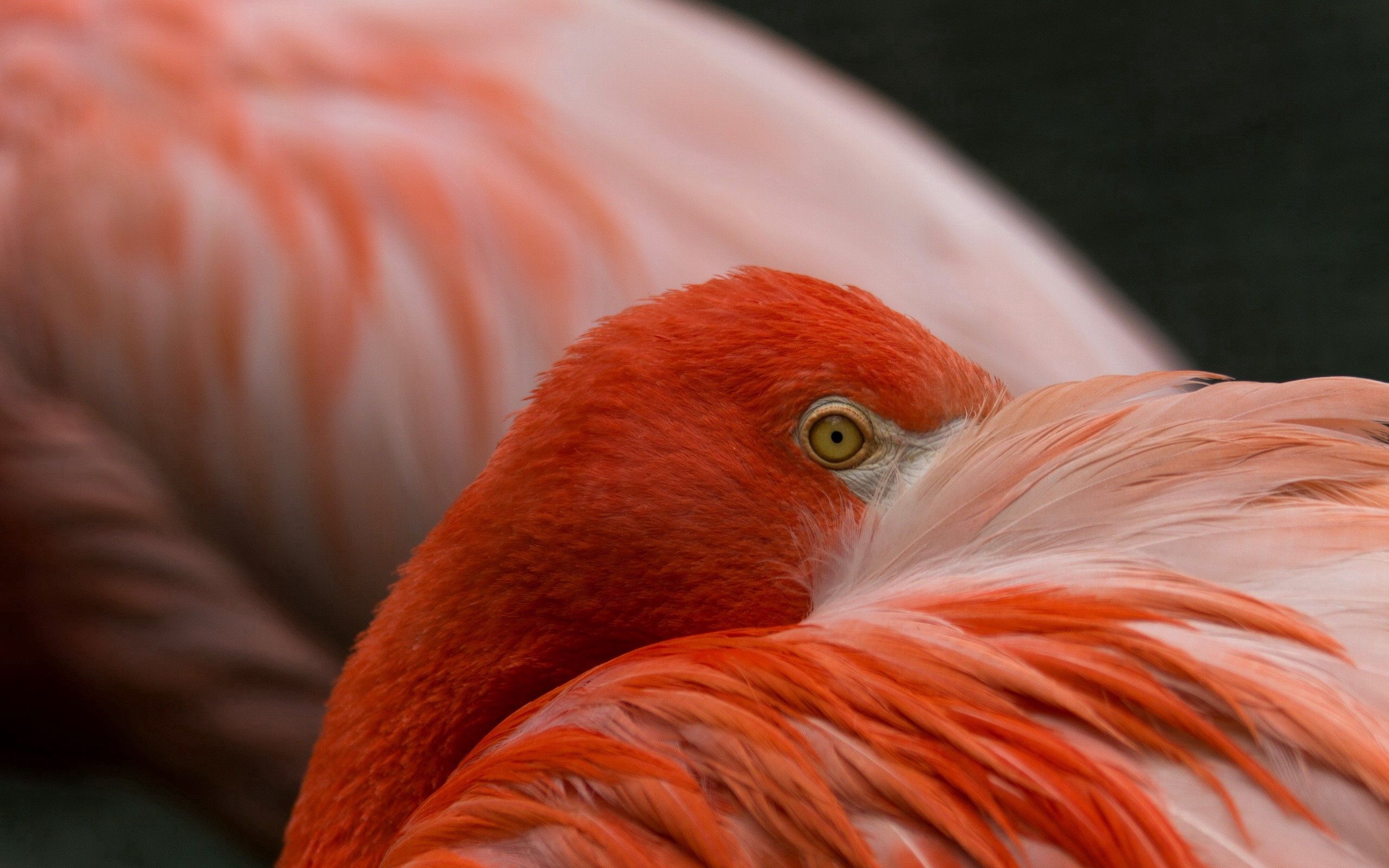 Handy-Wallpaper Tiere, Flamingo, Feder, Augen, Farbe kostenlos herunterladen.