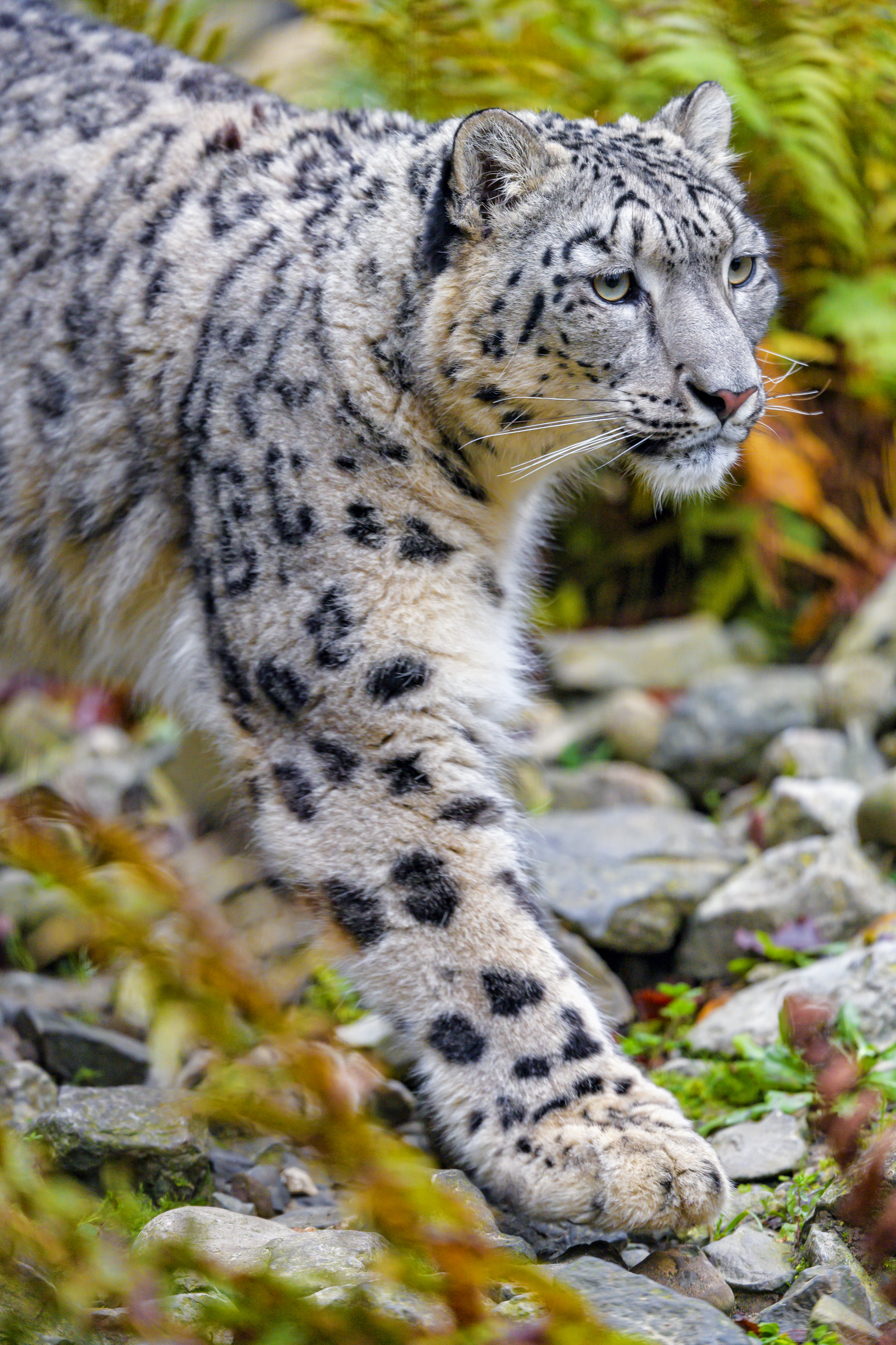 77613 Hintergrundbild herunterladen große katze, tiere, schneeleopard, weiß, raubtier, predator, big cat, flecken, spots, tier - Bildschirmschoner und Bilder kostenlos