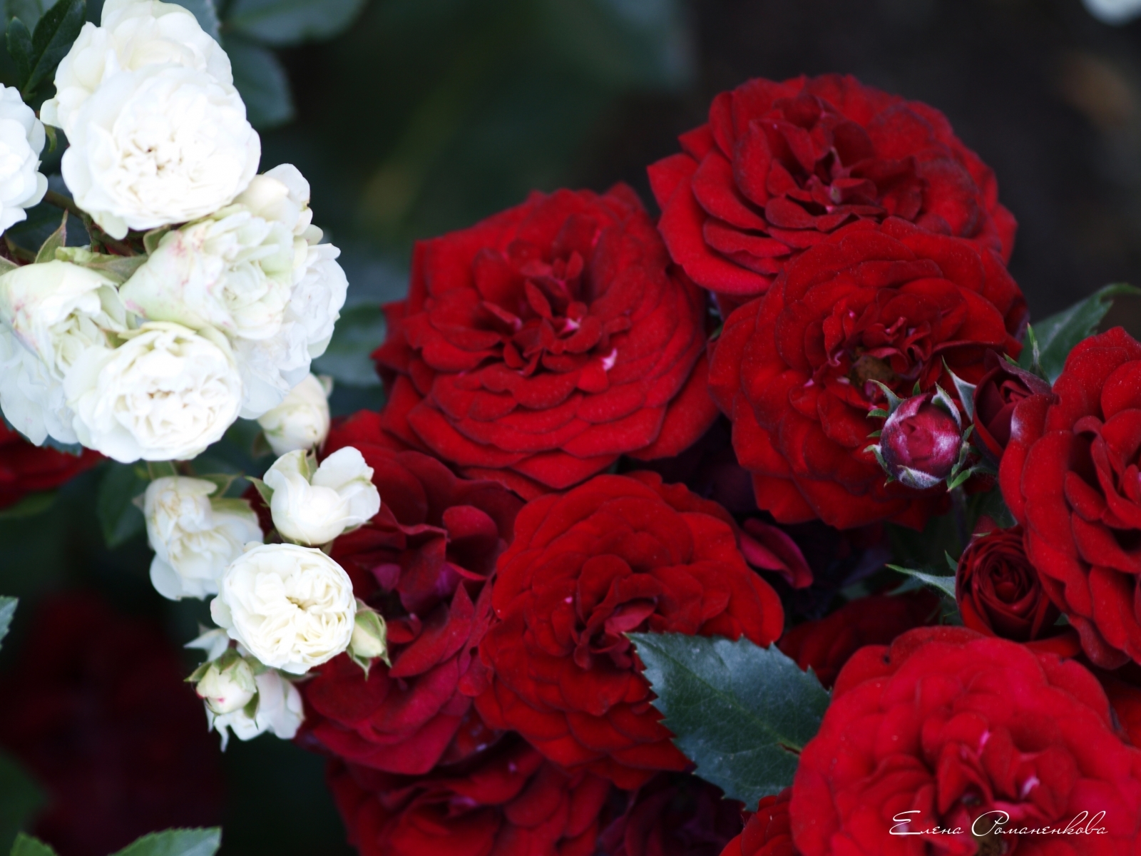 5135 Protetores de tela e papéis de parede Plantas em seu telefone. Baixe rosas, vermelho, flores fotos gratuitamente