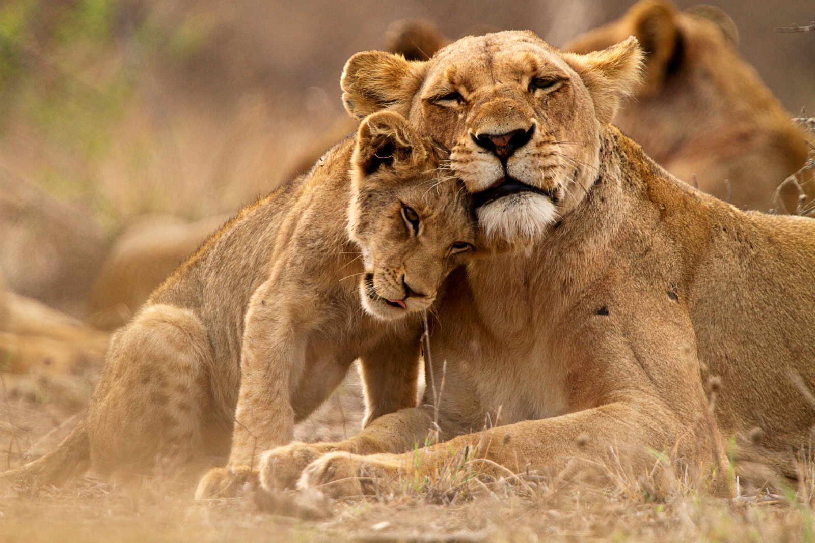 cub, baby animal, animal, lion HD Mobile