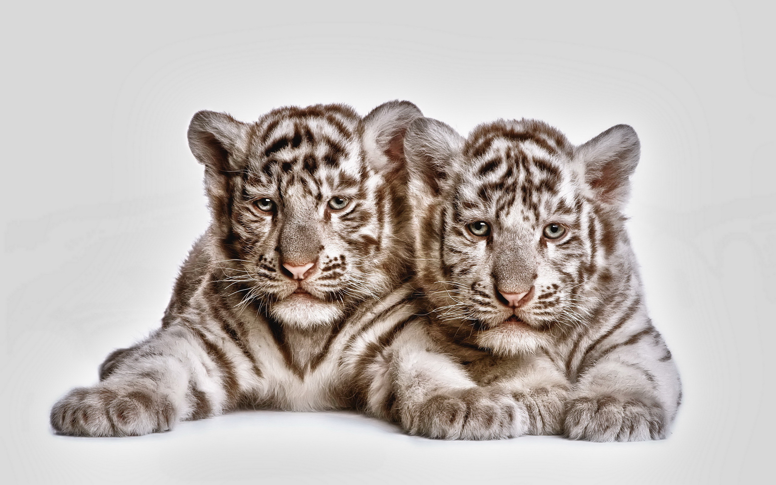 273313 скачать обои животные, детеныш животного, детеныш, тигр, белый тигр, кошки - заставки и картинки бесплатно