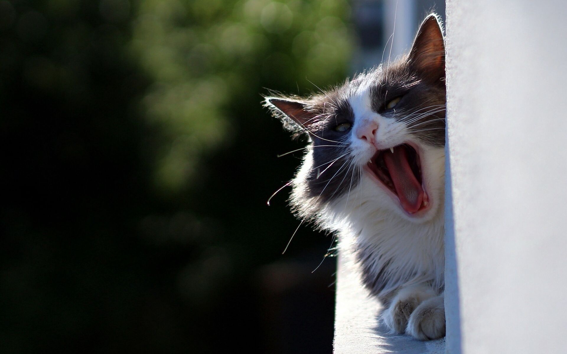 4K, FHD, UHD muzzle, cat, to yawn, animals