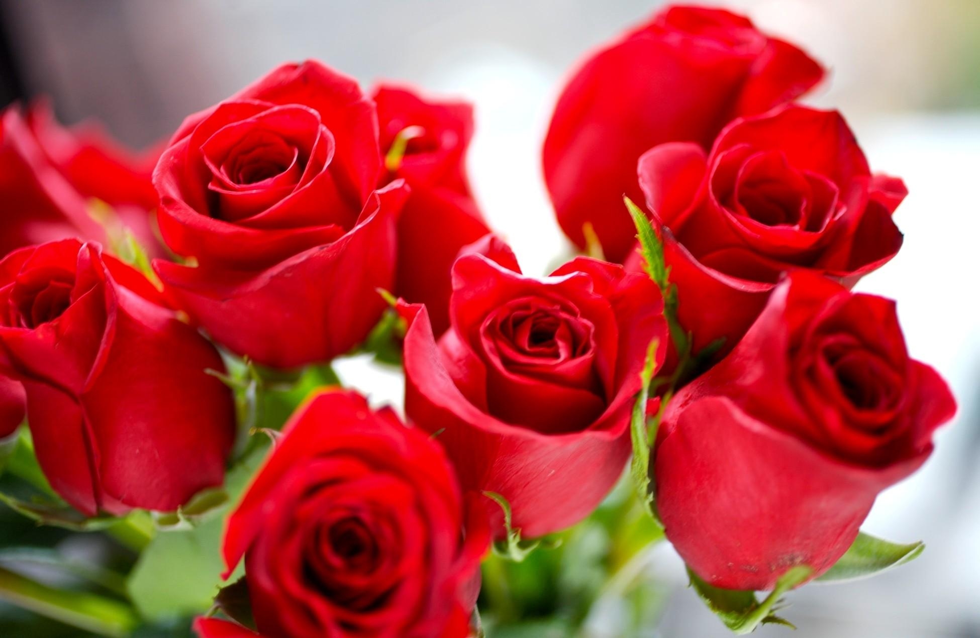69387 Hintergrundbild herunterladen roses, blumen, rot, hell, strauß, bouquet, knospen - Bildschirmschoner und Bilder kostenlos