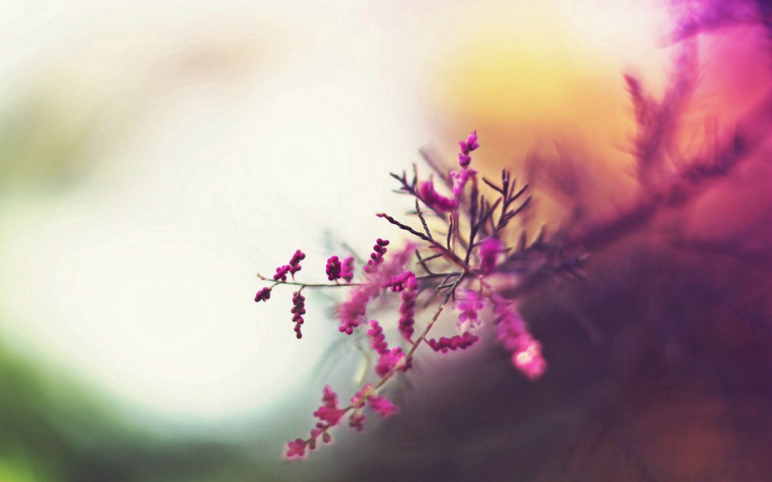 download for free branch, macro, flowers, pink