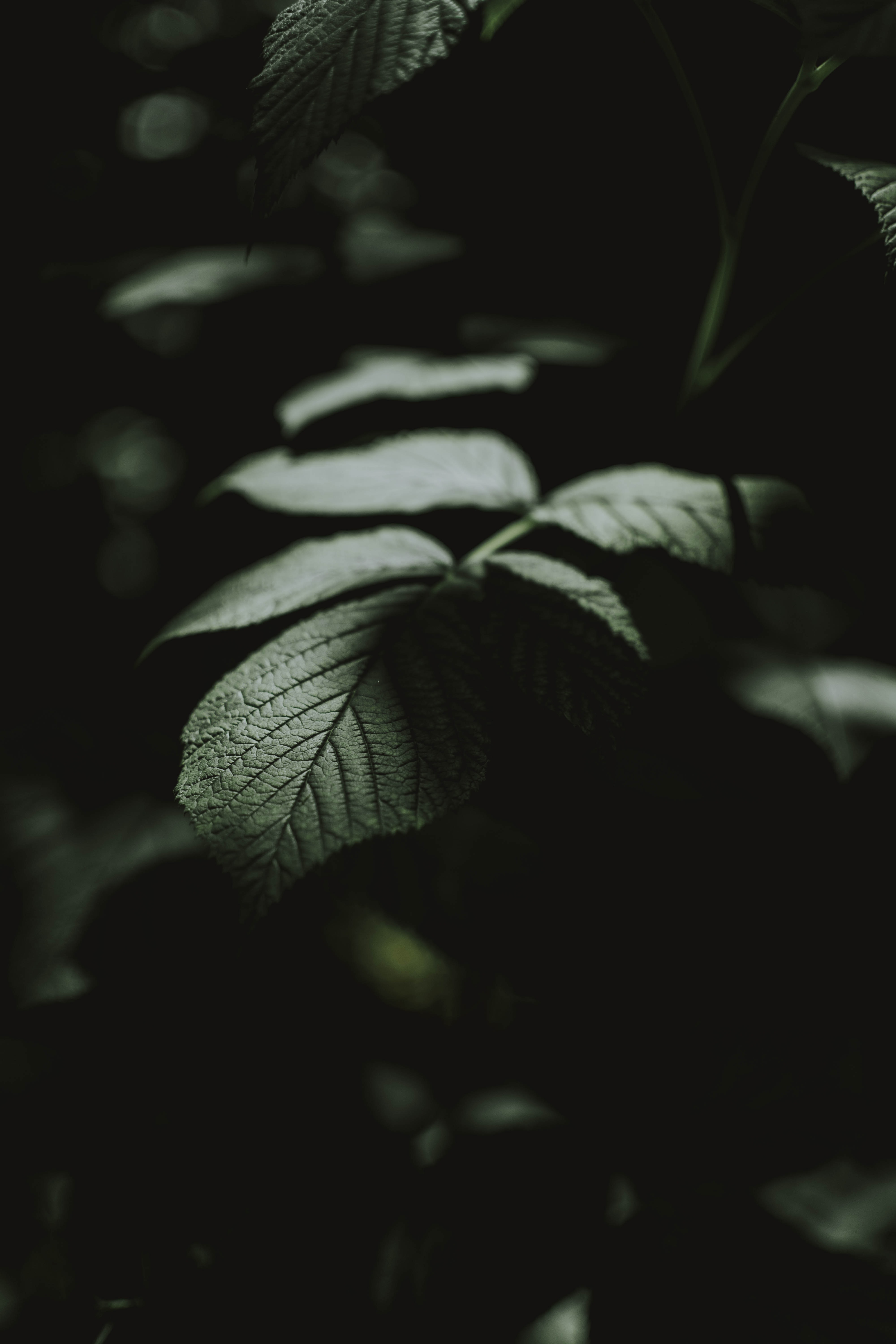 macro, bush, dark, sheet, leaf, veins QHD