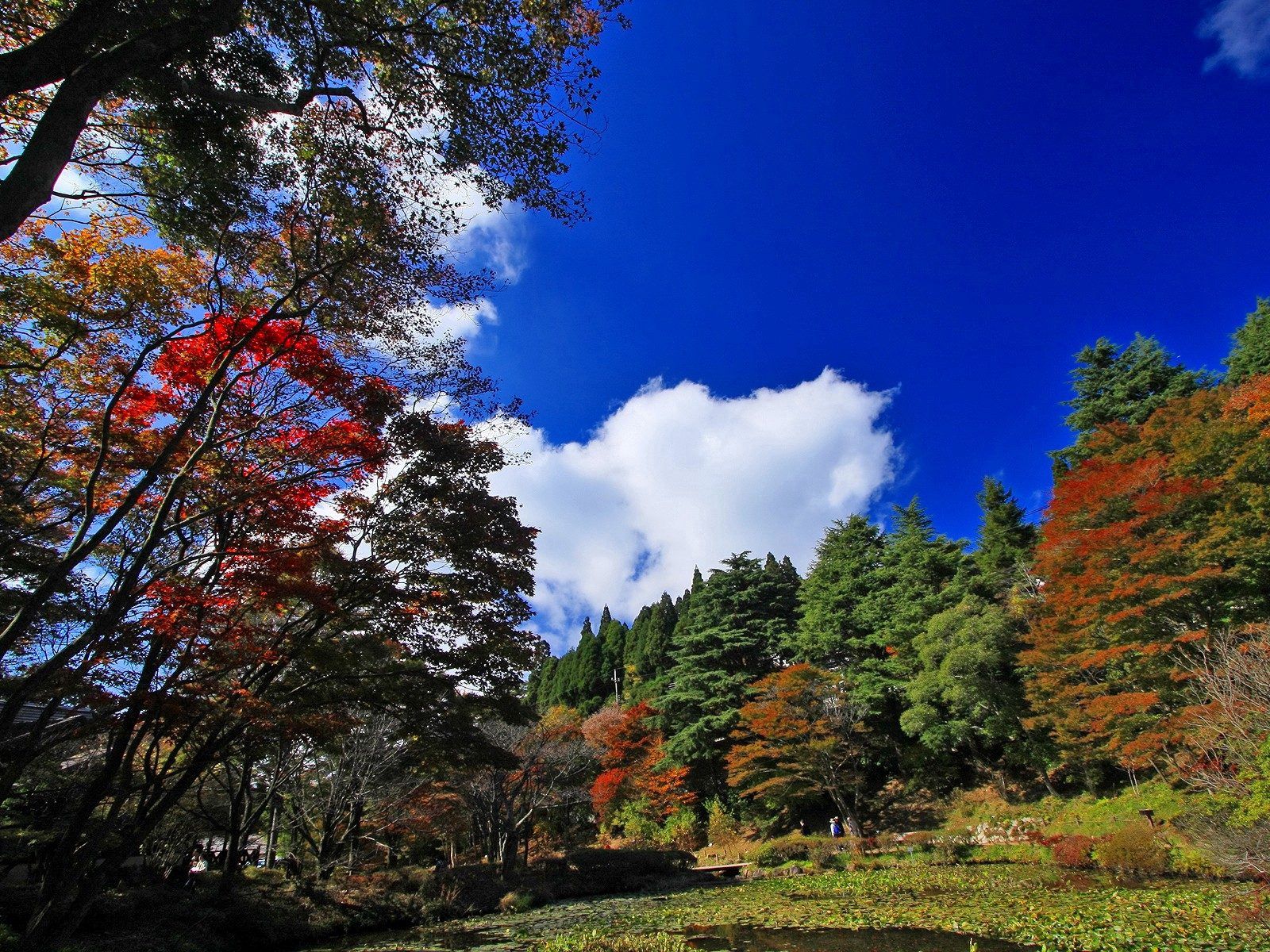 autumn, nature, trees Smartphone Background