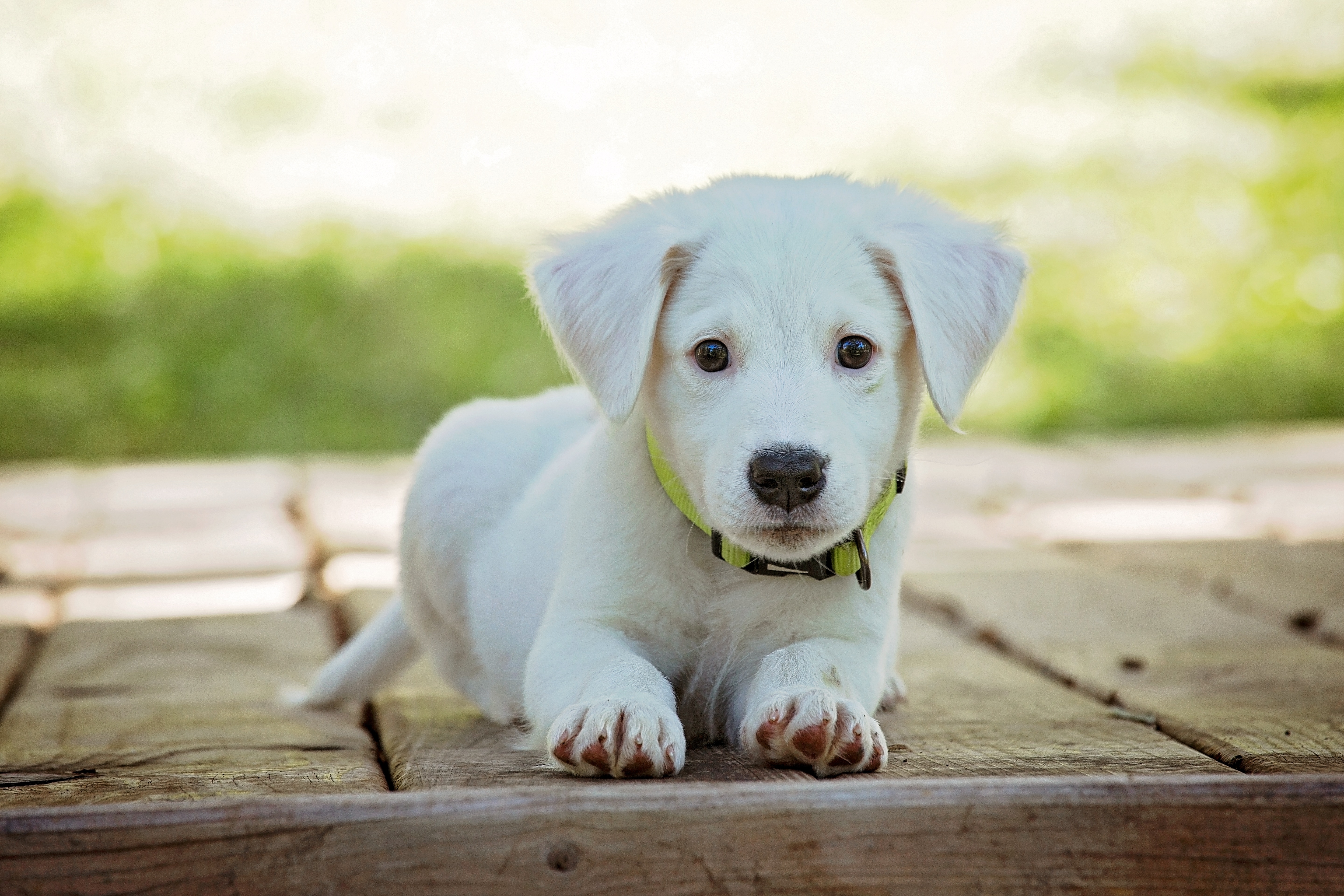 iPhone Wallpapers puppy, dog, white, animals Lies