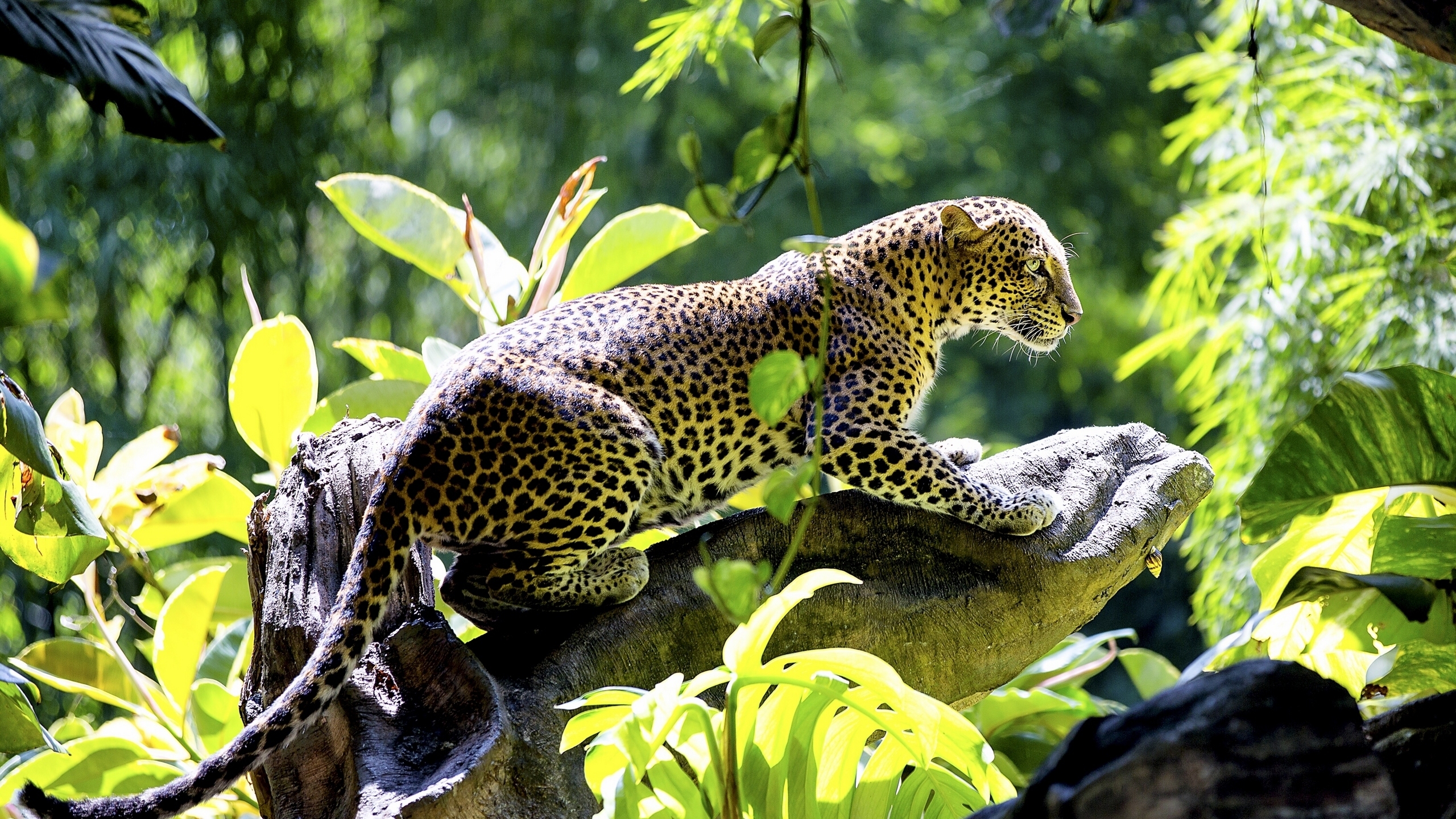 Бразилия леопард