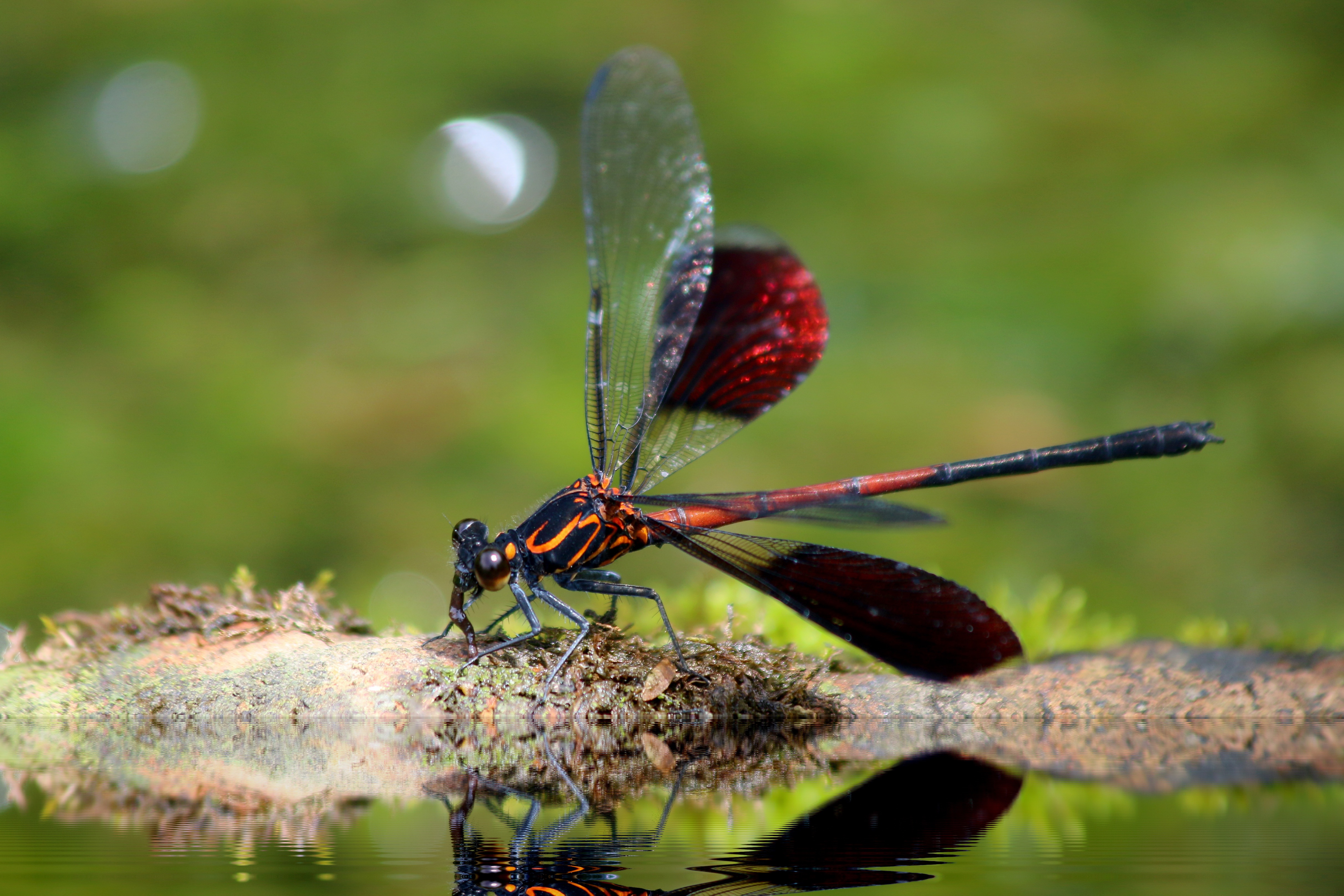Laden Sie das Makro, Nahaufnahme, Insekt, Libelle-Bild kostenlos auf Ihren PC-Desktop herunter