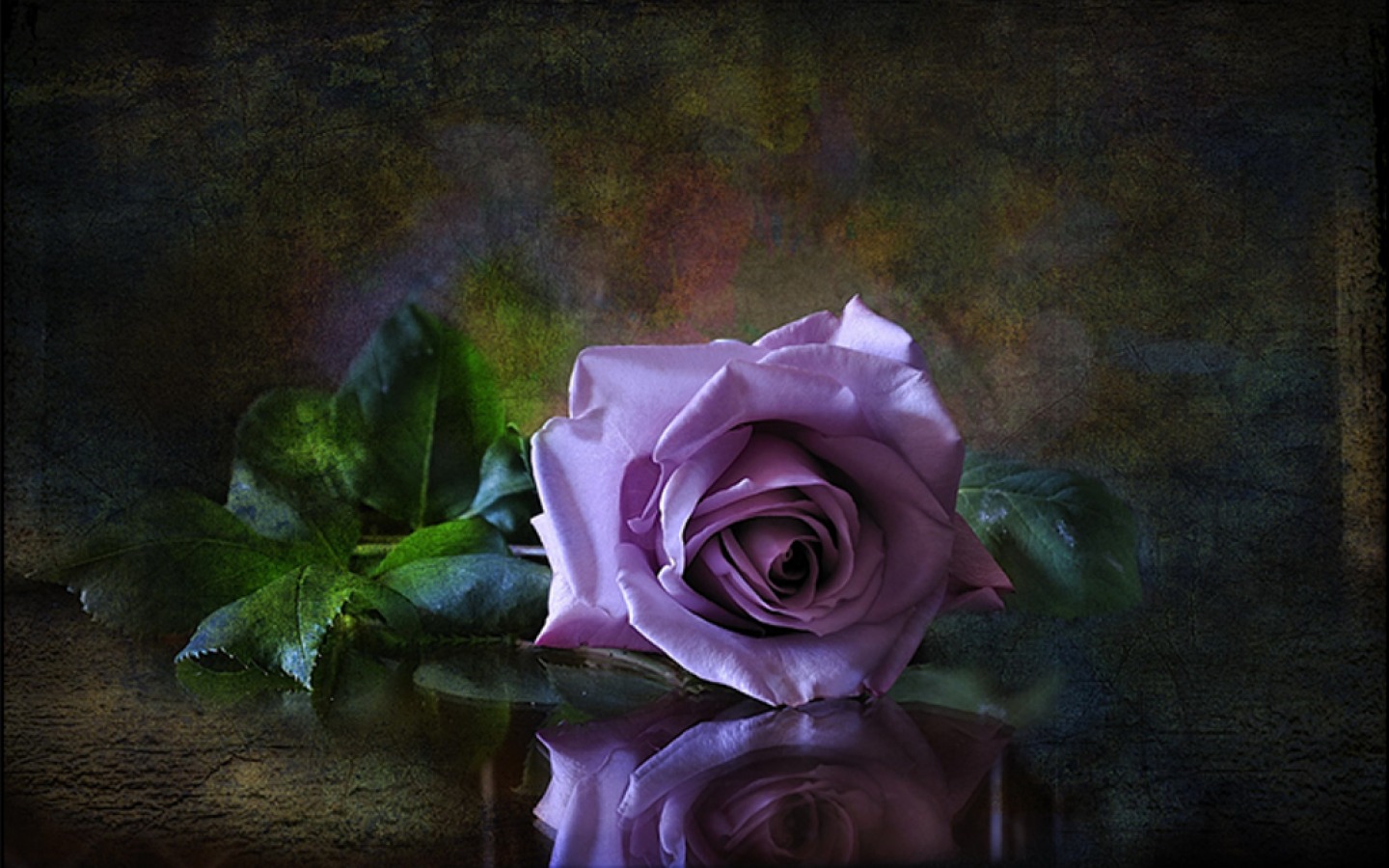 Phone Background Full HD rose, flower, purple flower, close up