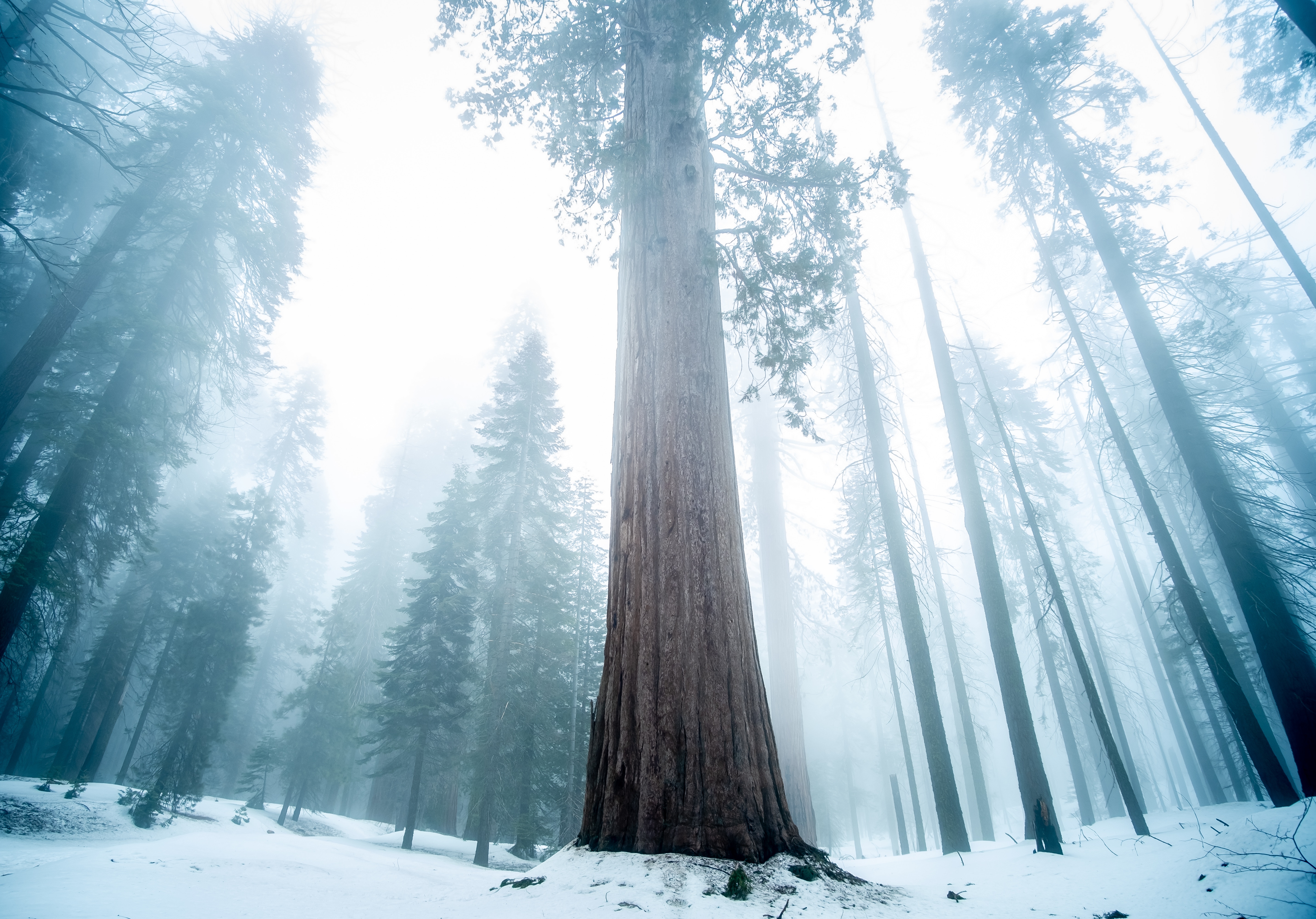Laden Sie Sequoia HD-Desktop-Hintergründe herunter