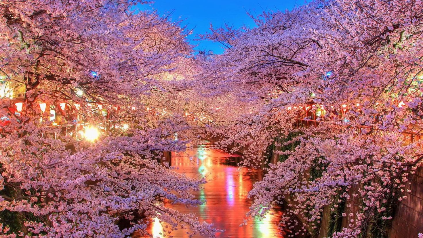 Papel de parede HD para desktop: Sakura, Floração, Japão, Terra ...