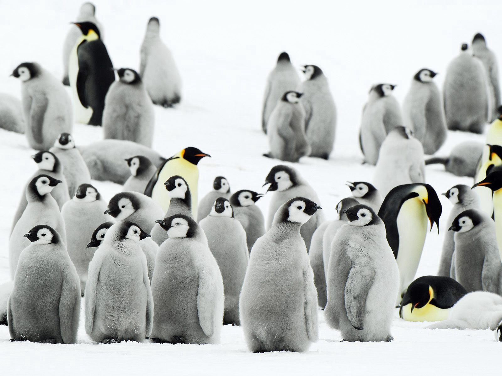Mobile Wallpaper Pinguins flock, antarctica, snow, animals