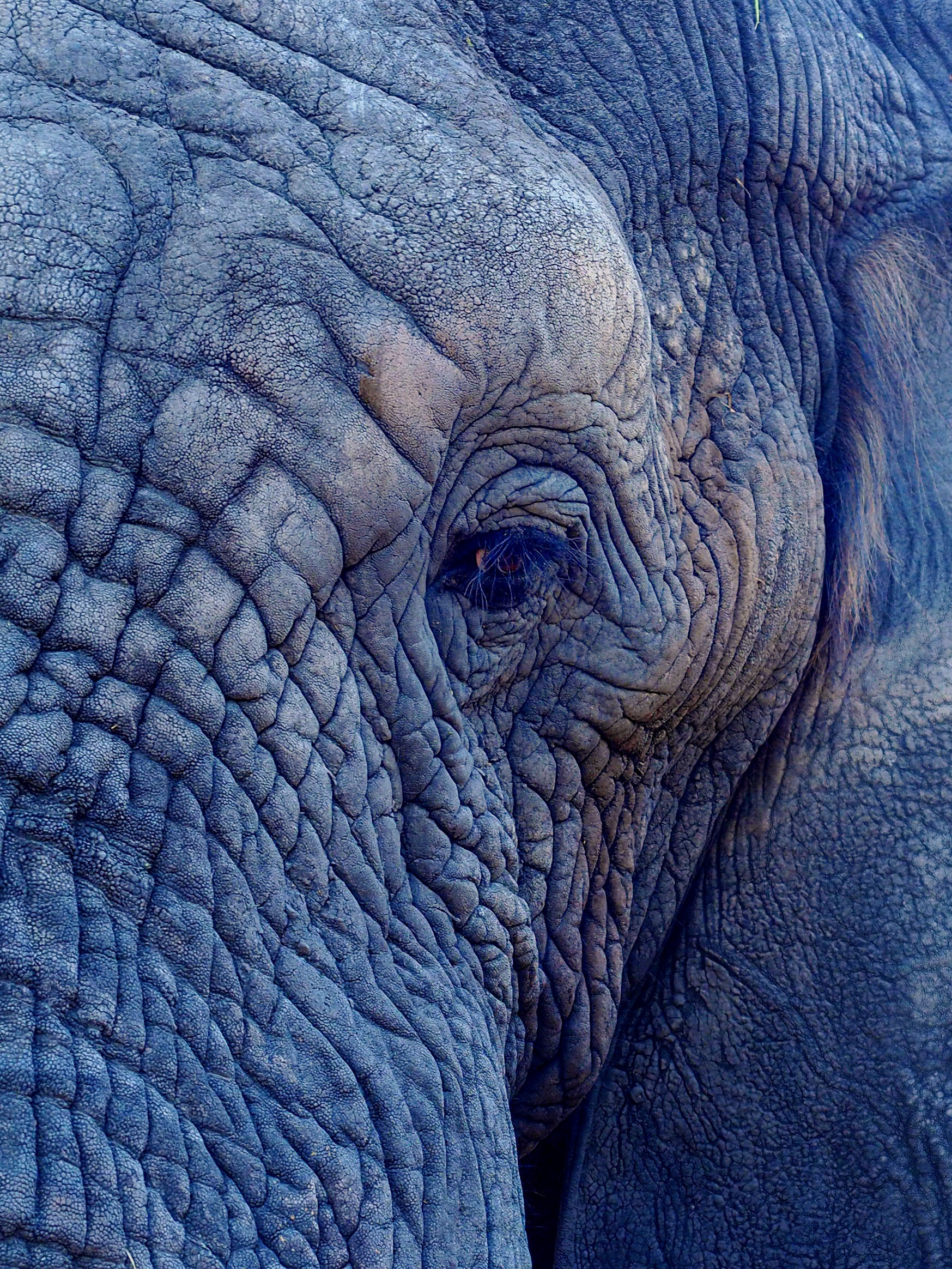 100693 Bildschirmschoner und Hintergrundbilder Elefanten auf Ihrem Telefon. Laden Sie falten, auge, tiere, elefant Bilder kostenlos herunter