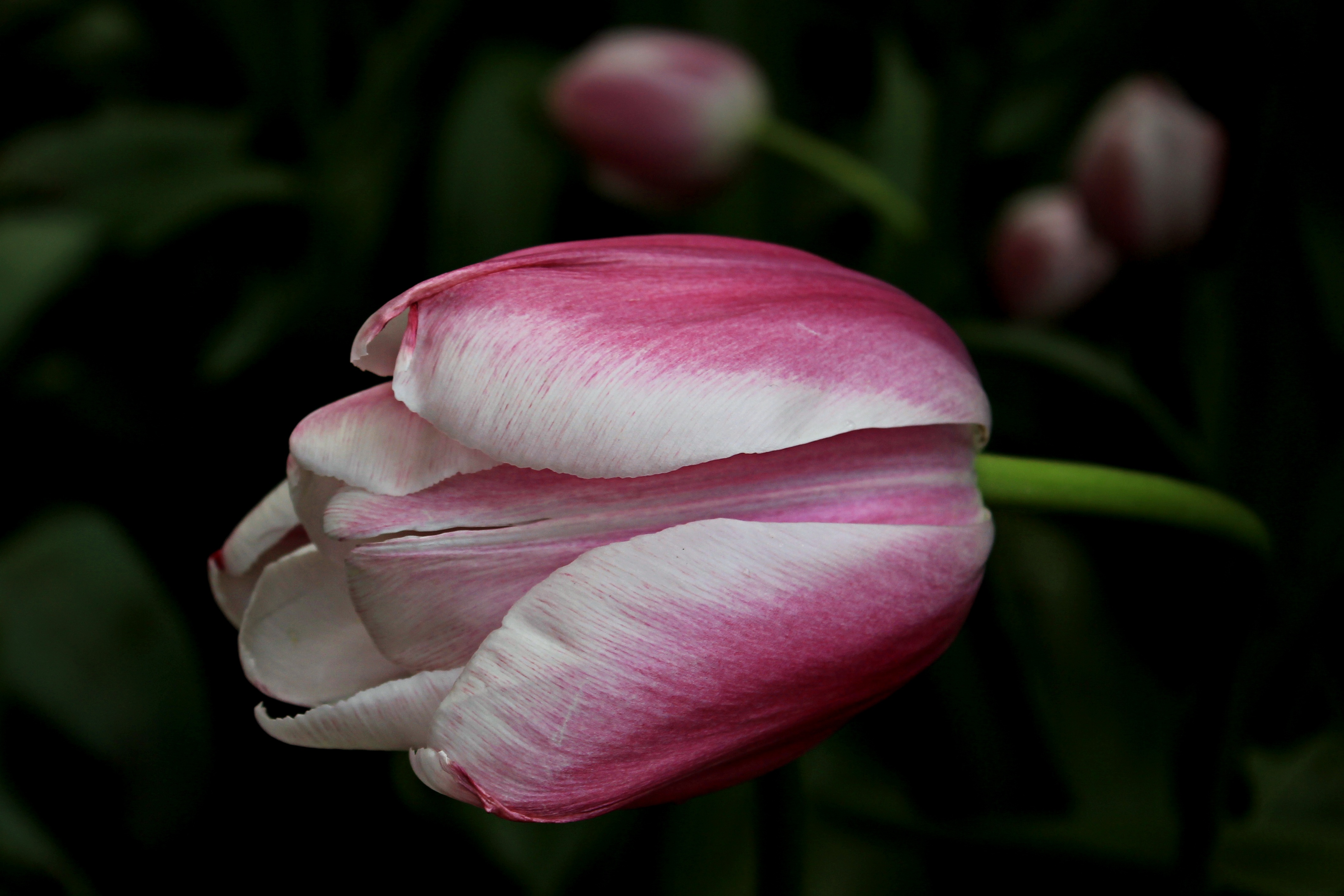 136549 Bildschirmschoner und Hintergrundbilder Tulpe auf Ihrem Telefon. Laden Sie blumen, blütenblätter, knospe, bud, flecken, spots, tulpe, tulip Bilder kostenlos herunter