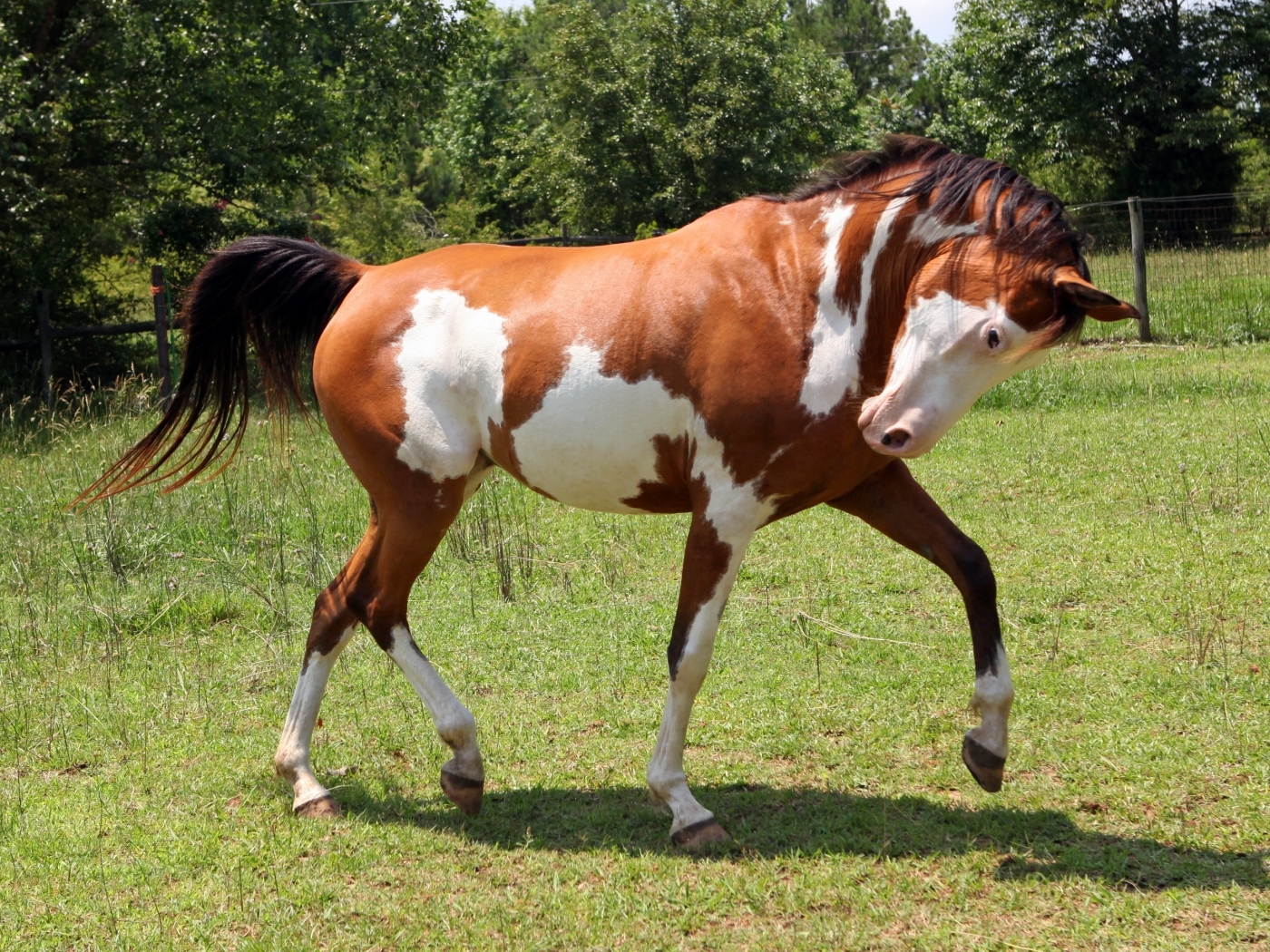 47952 Bild herunterladen pferde, tiere - Hintergrundbilder und Bildschirmschoner kostenlos