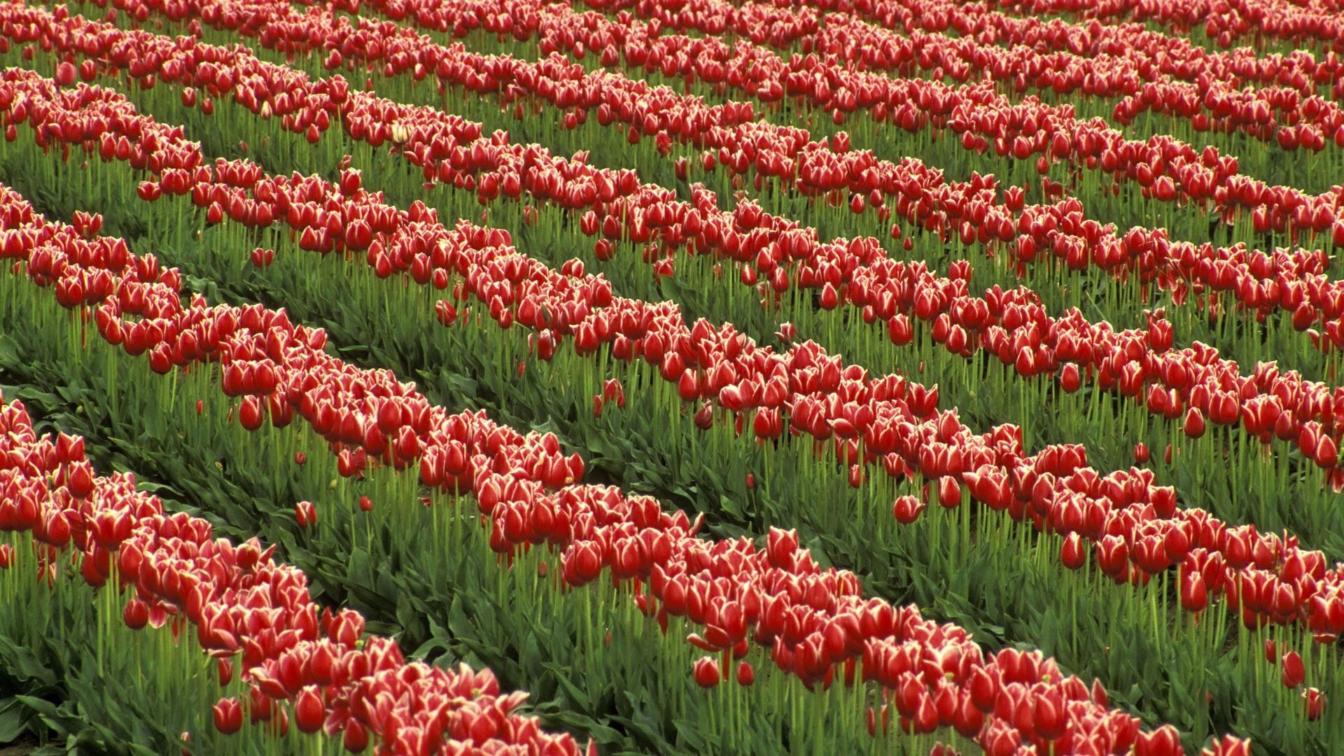 rows, flowers, greens, ranks, field, tulips
