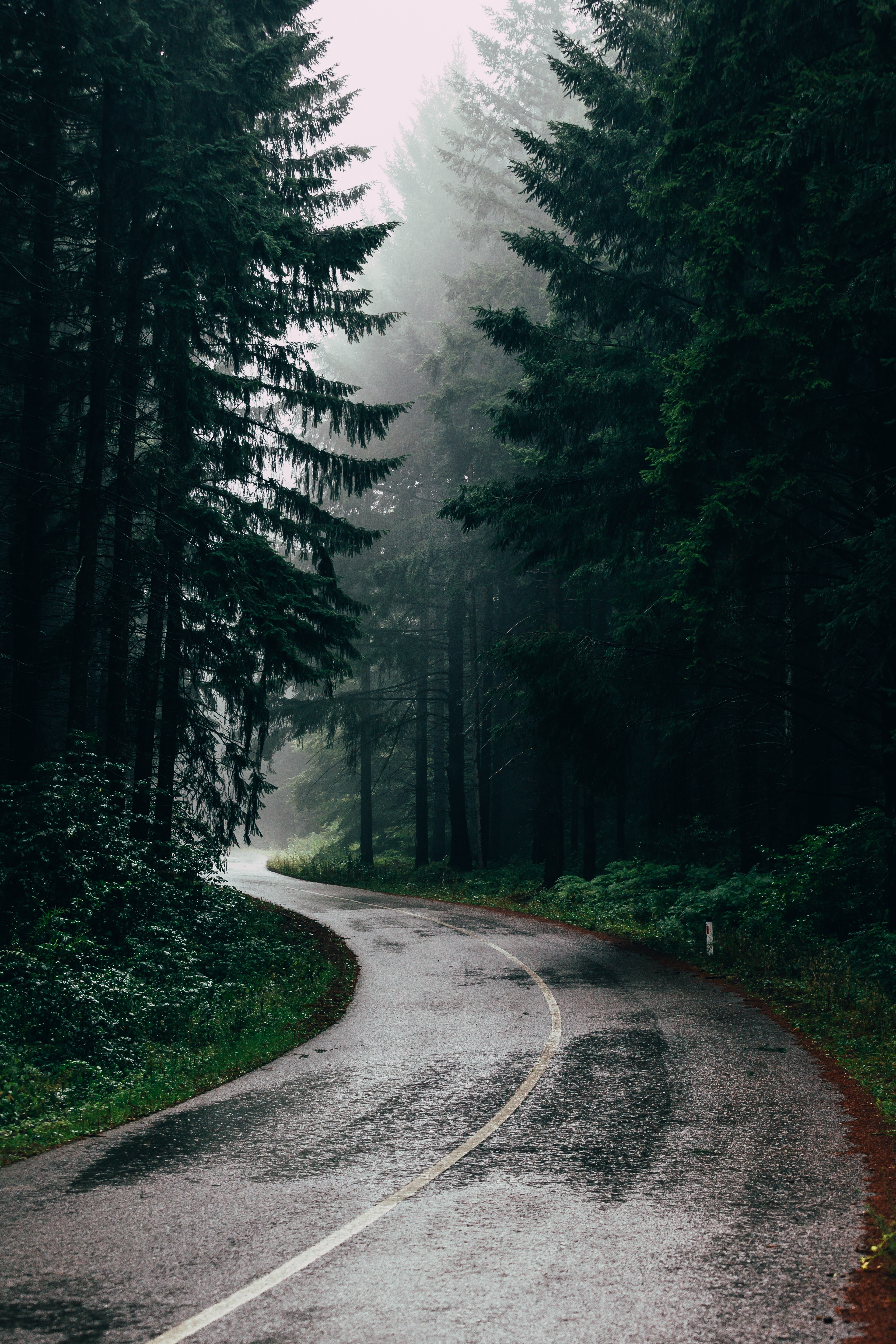 asphalt, road, nature, trees, turn, fog HD wallpaper