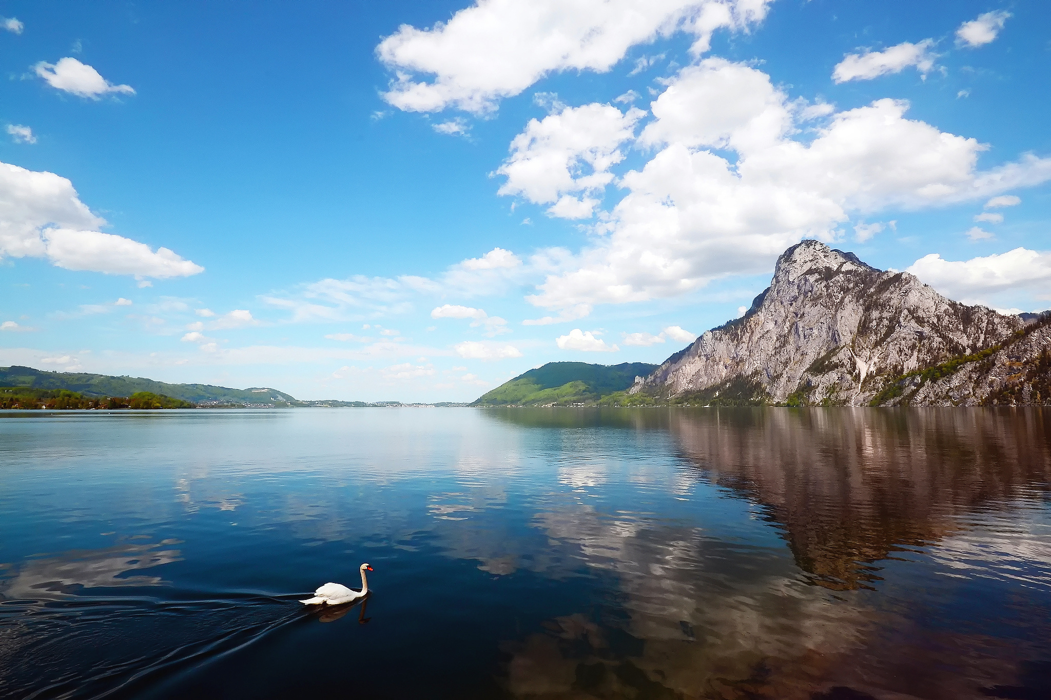 Слух озерах. Озеро лебедь горный Алтай. Озеро Lake Mackay. Озеро Нойзидлерзее. Тургояк лебеди.