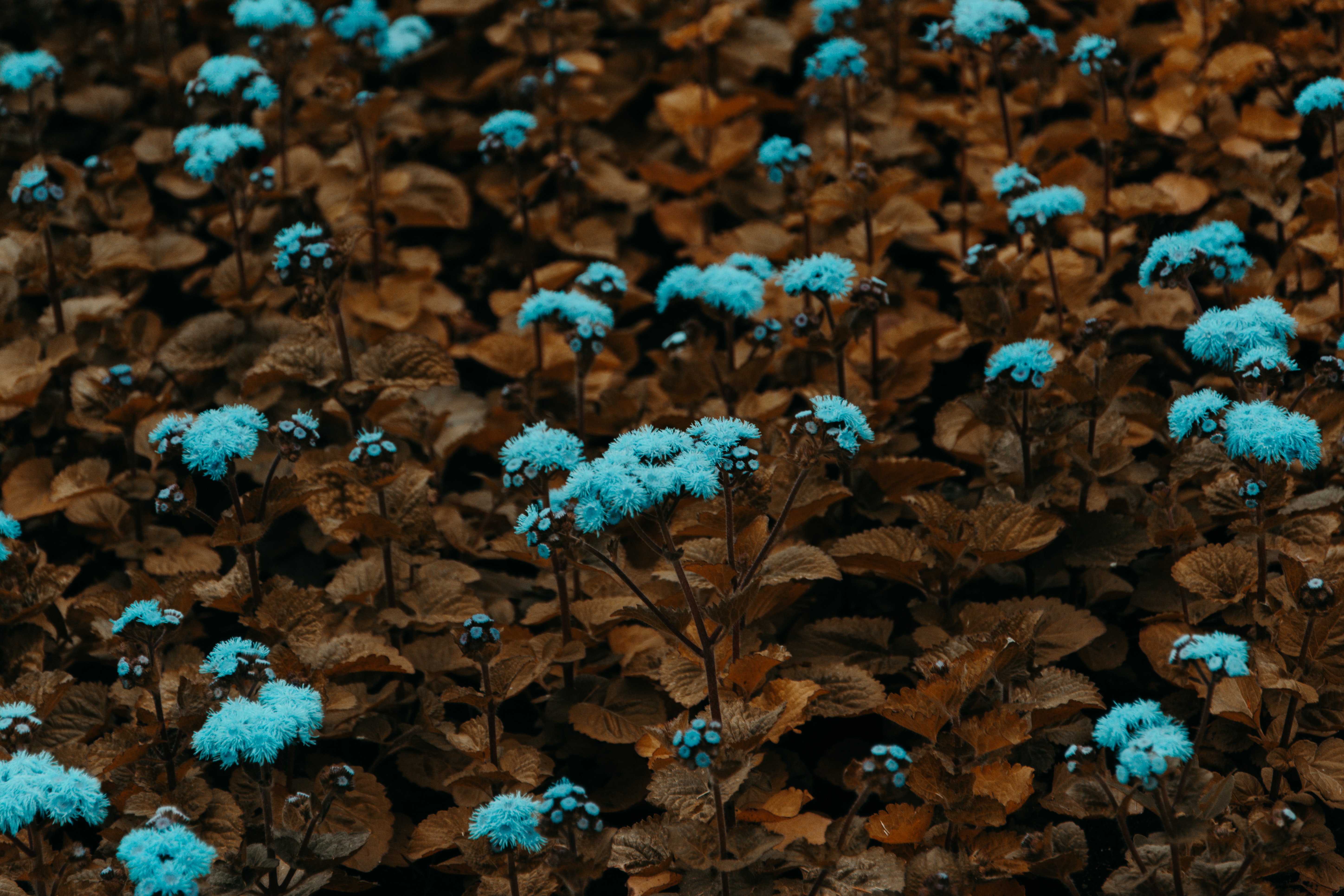 手機的144600屏保和壁紙花园。 免費下載 蓝色, 蓝色的, 植物, 花卉 圖片