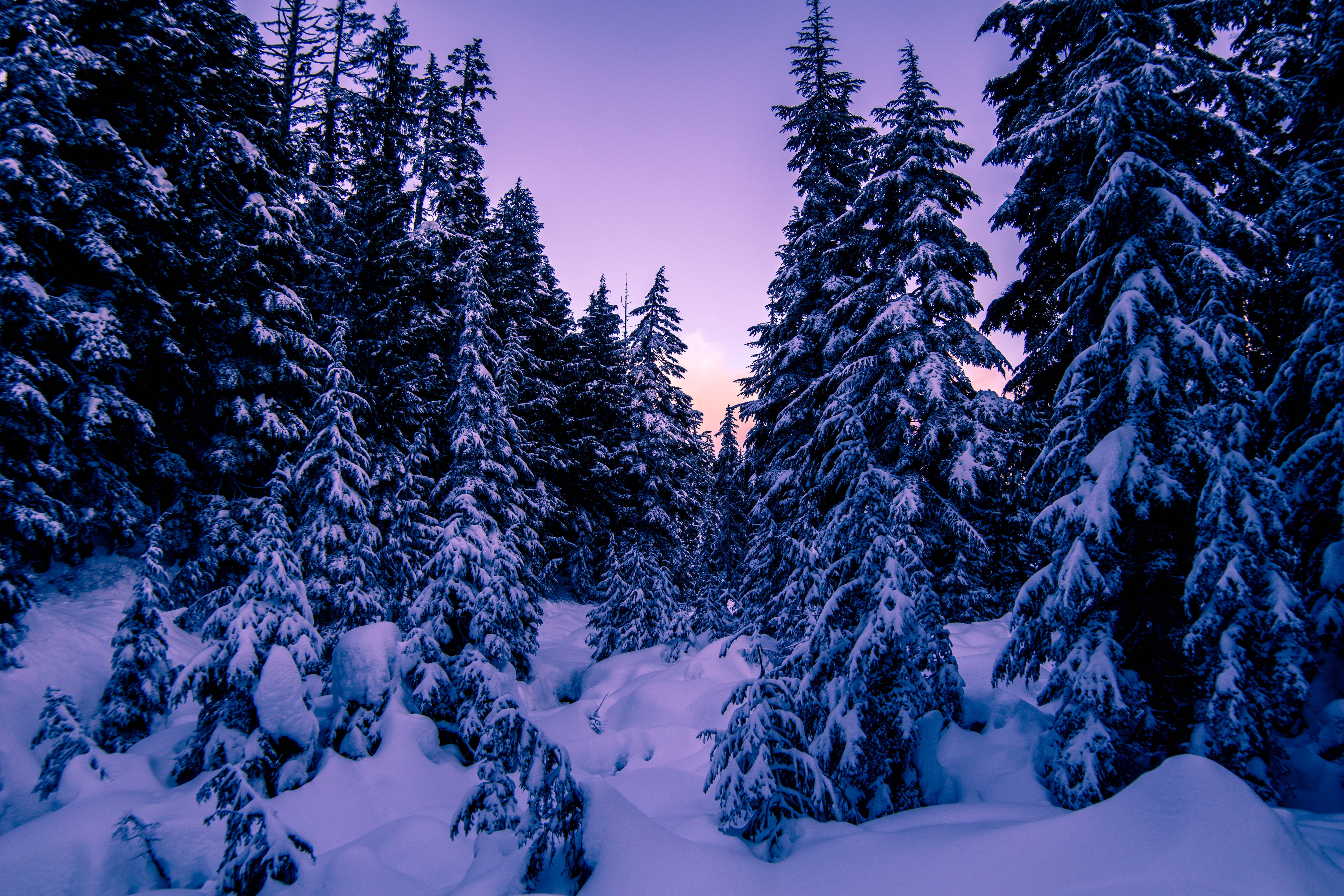 102462 Bild herunterladen schnee, winter, natur, abend, aß, aßen - Hintergrundbilder und Bildschirmschoner kostenlos