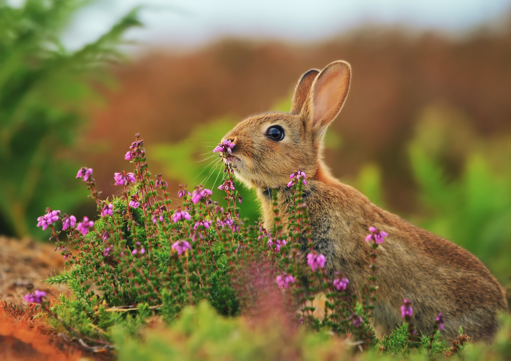 flowers, animals, rabbit, blur, grass, hare wallpapers for tablet