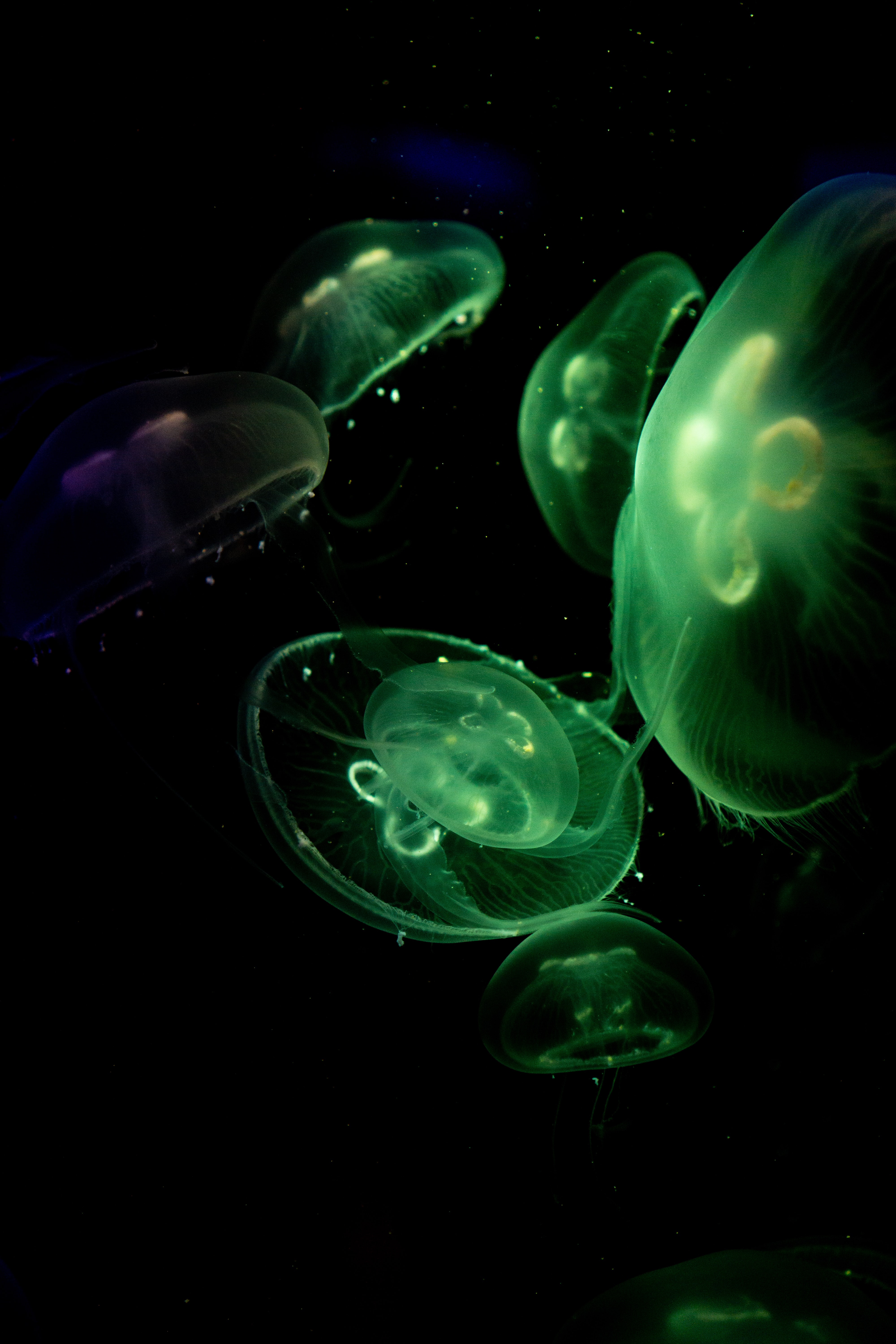 jellyfish, animals, green, dark, glow, under water, underwater