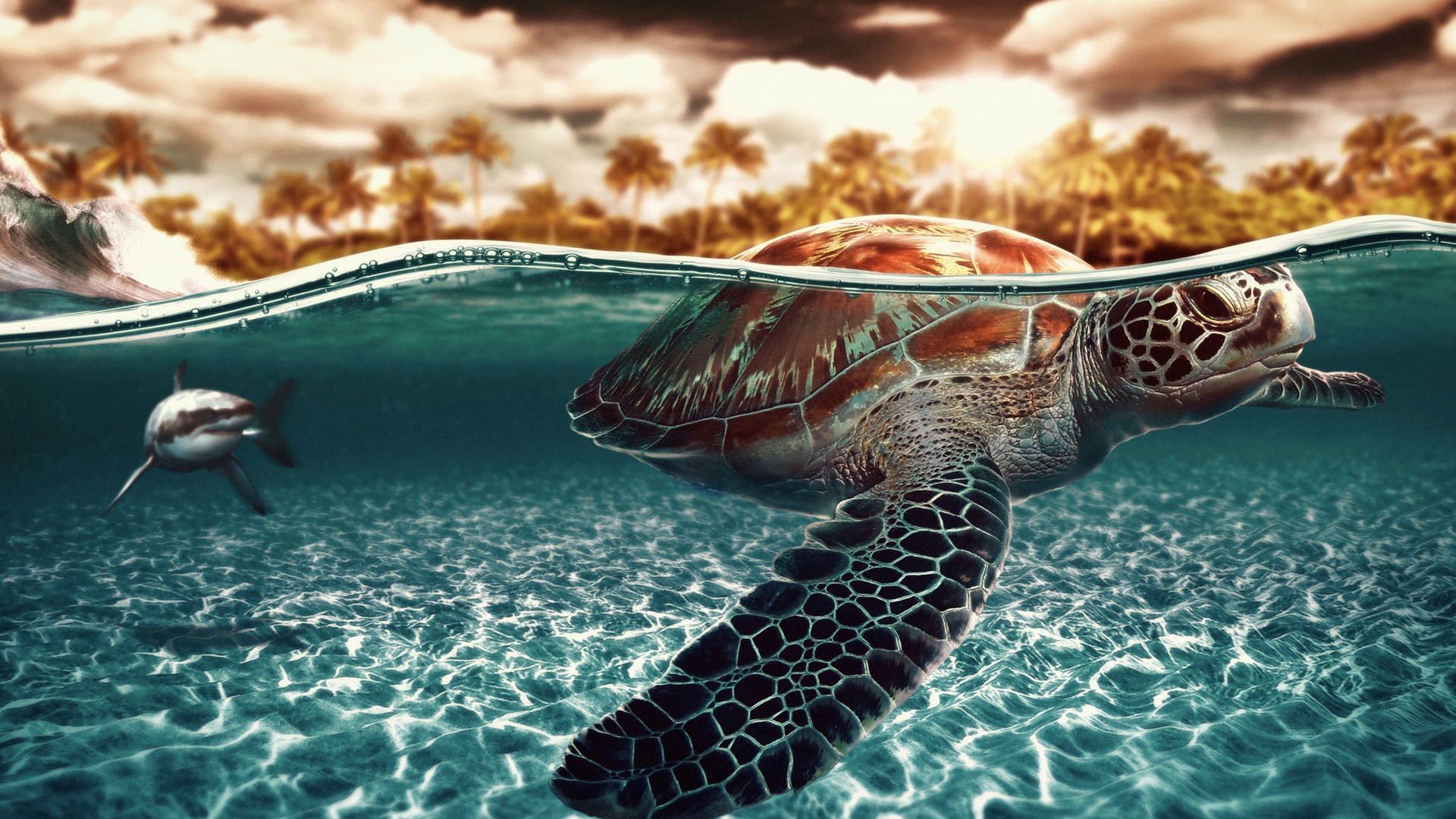 tropical, underwater, sea turtle, shark, turtles, ocean, fish, animal
