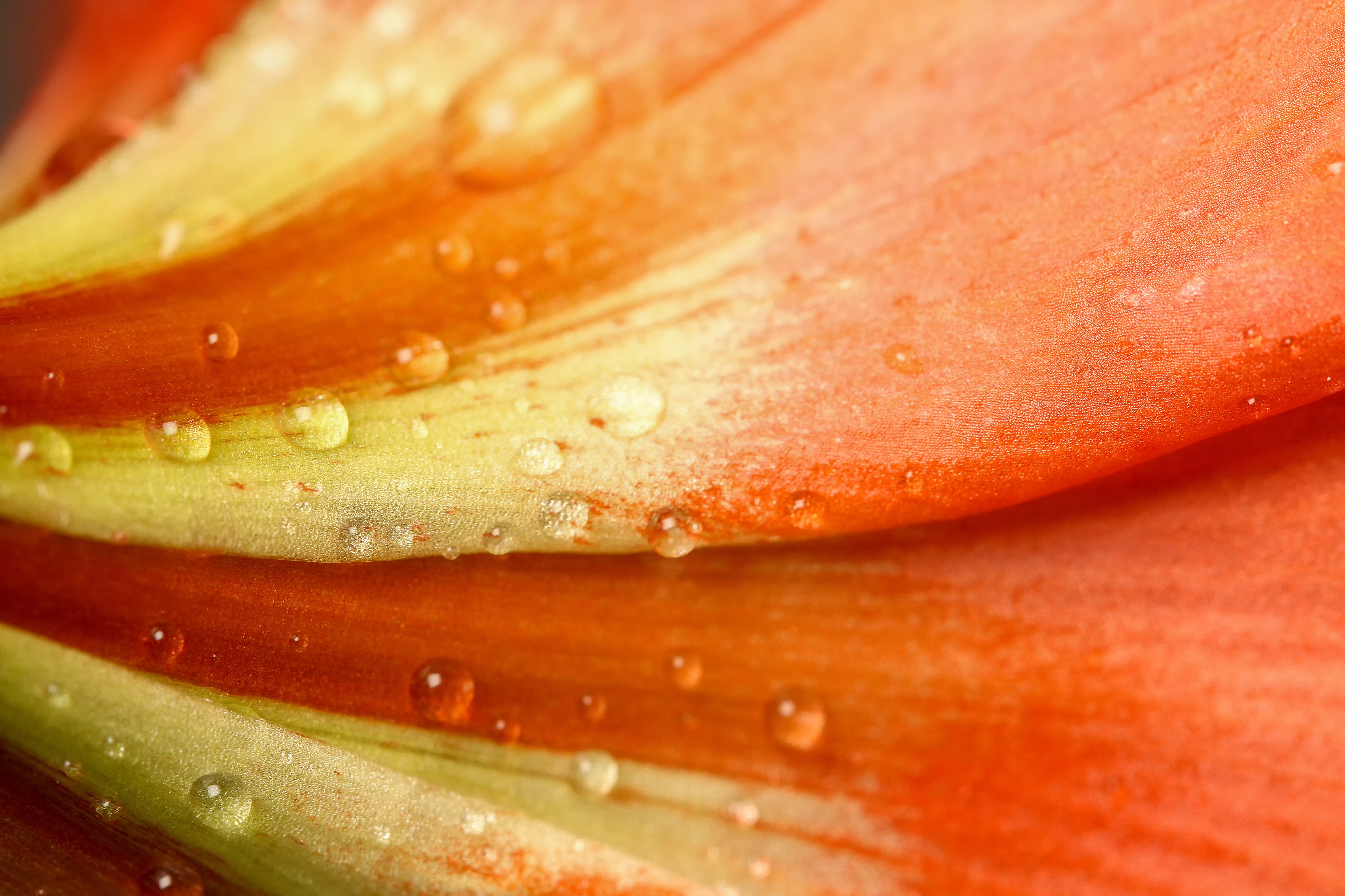 Laden Sie das Blume, Drops, Makro, Blütenblätter, Tau-Bild kostenlos auf Ihren PC-Desktop herunter