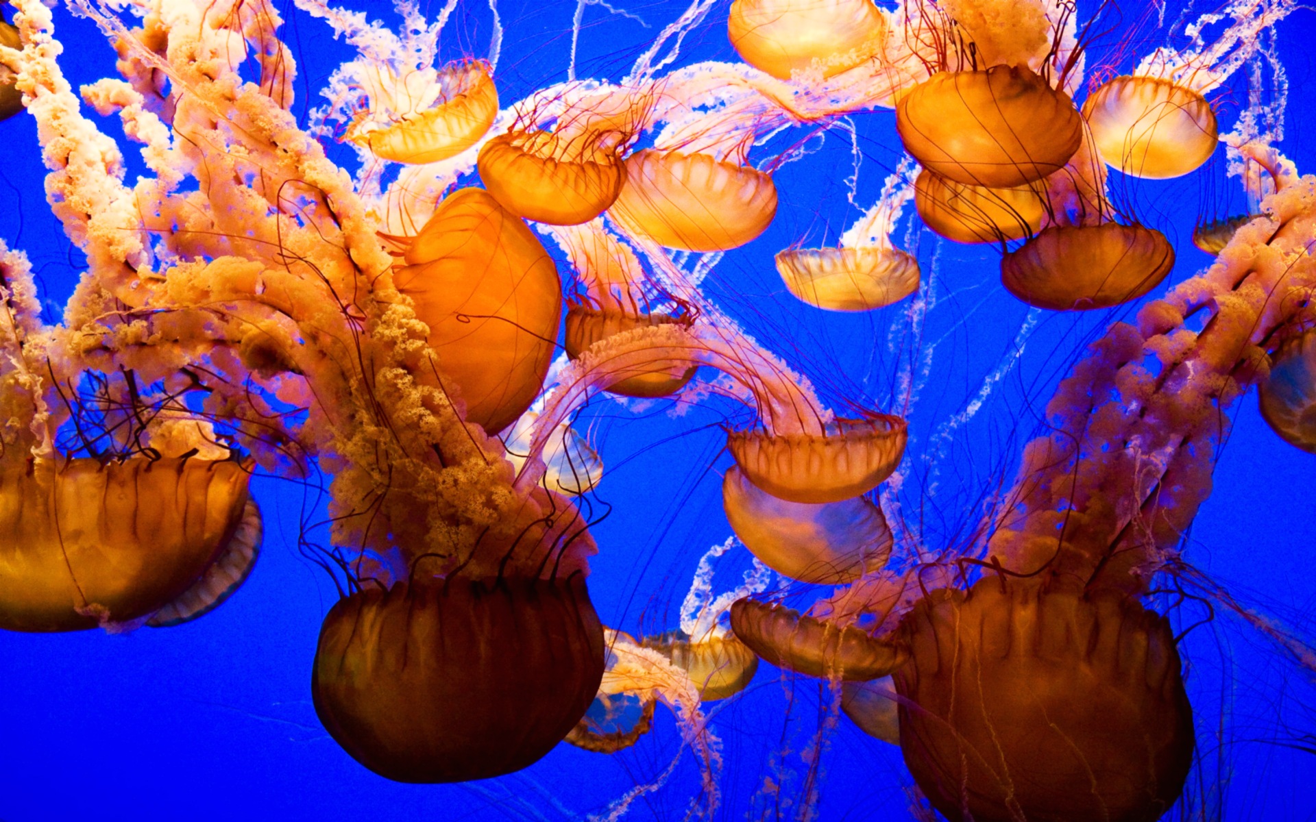 wallpapers animal, jellyfish, fishes