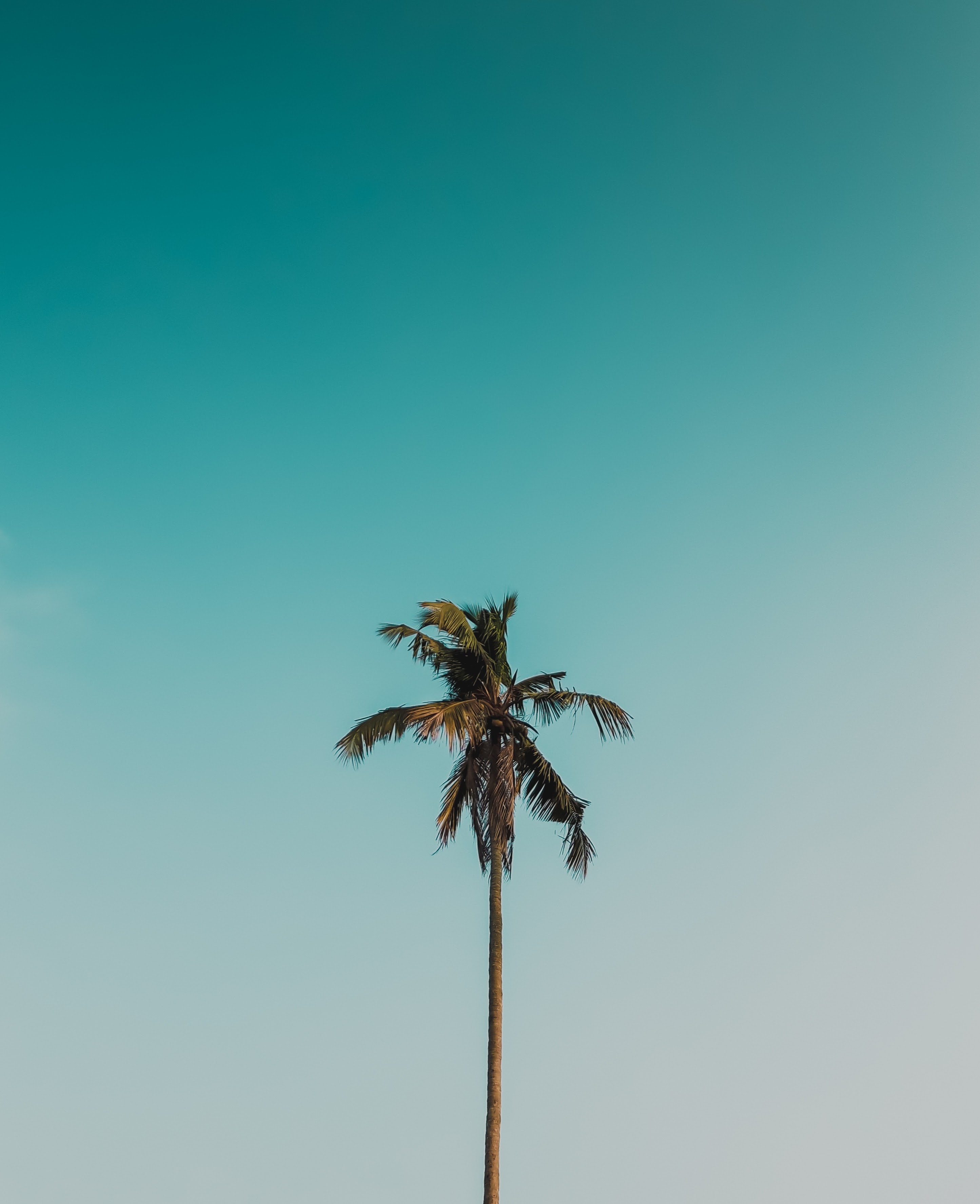 palm, sky, branches, tree, wood, nature Aesthetic wallpaper