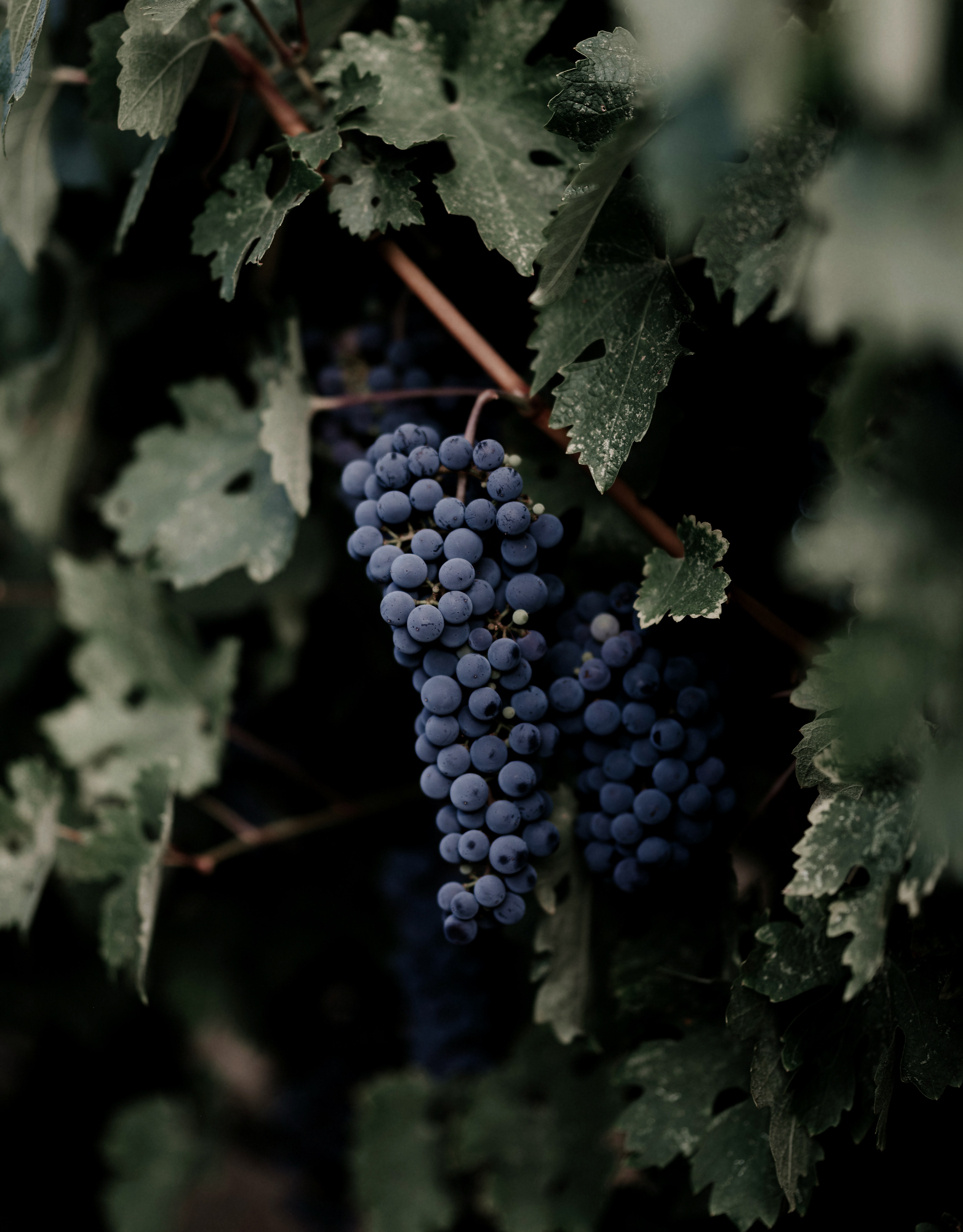 Grapes branches, bunch, macro, leaves 4k Wallpaper